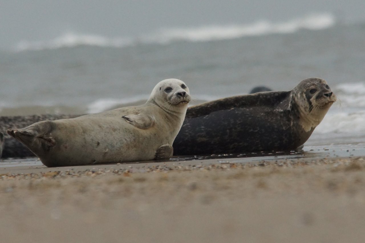 Zeehonden op het strand 2