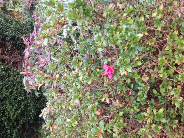 Azalea bloeit nog 1 keer