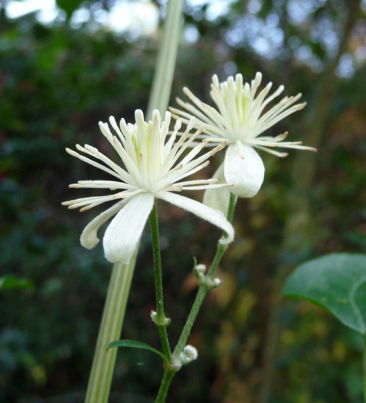 Wilde clematis