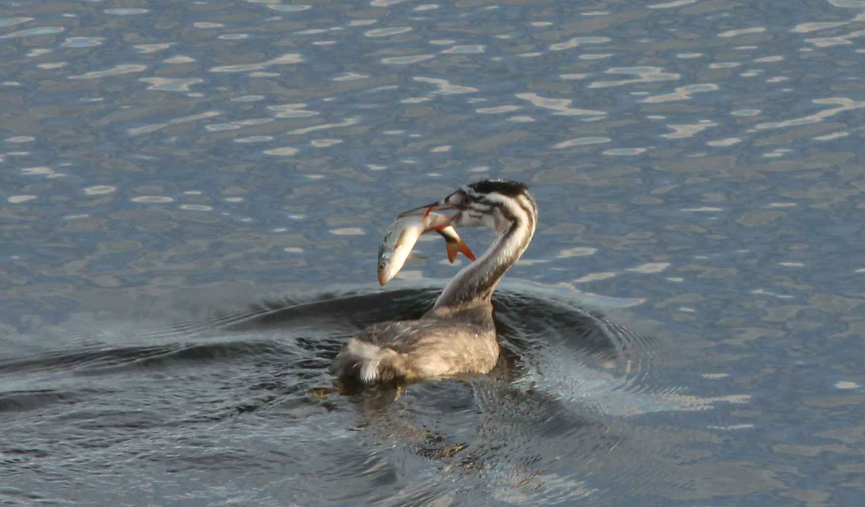 Jonge fuut met grote vis 