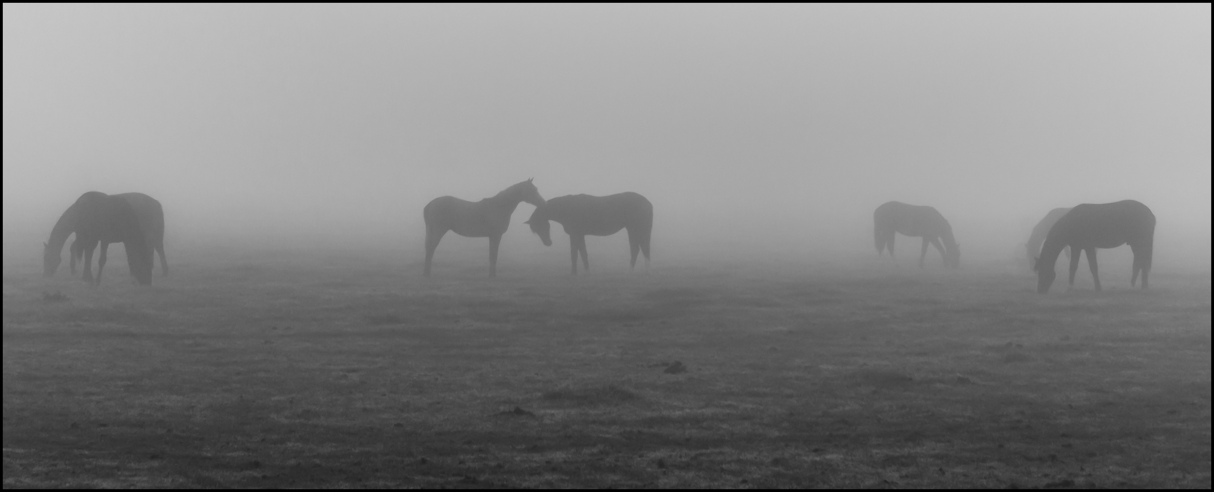 Paarden in de mist.