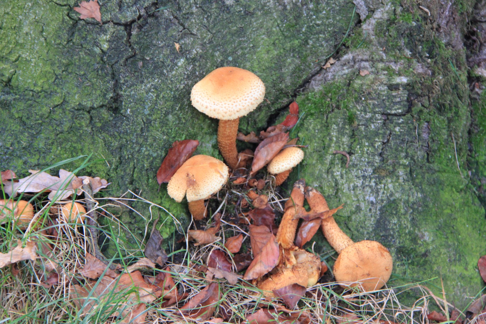 Paddenstoelen