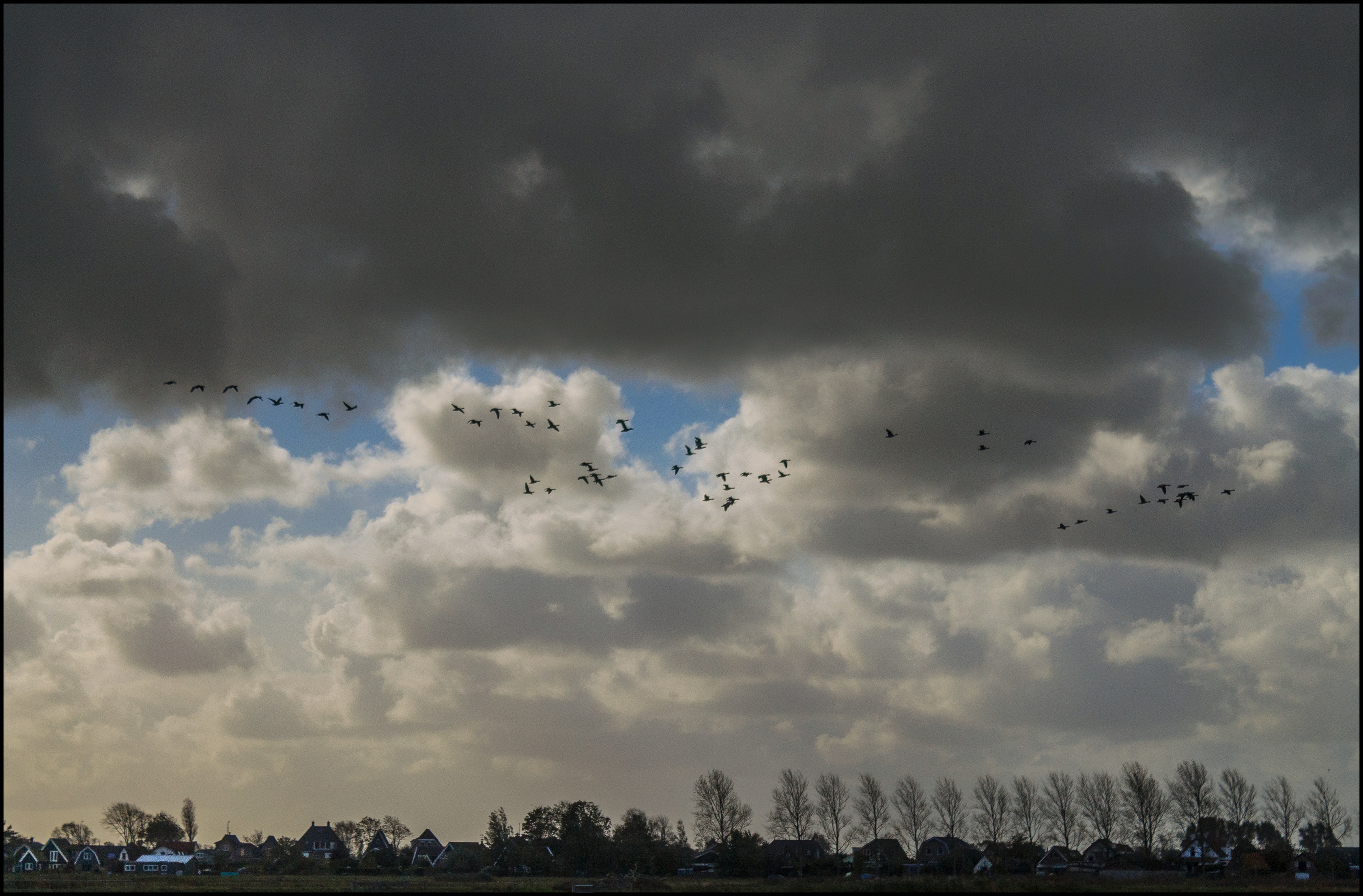 Ganzen in vogelvlucht.