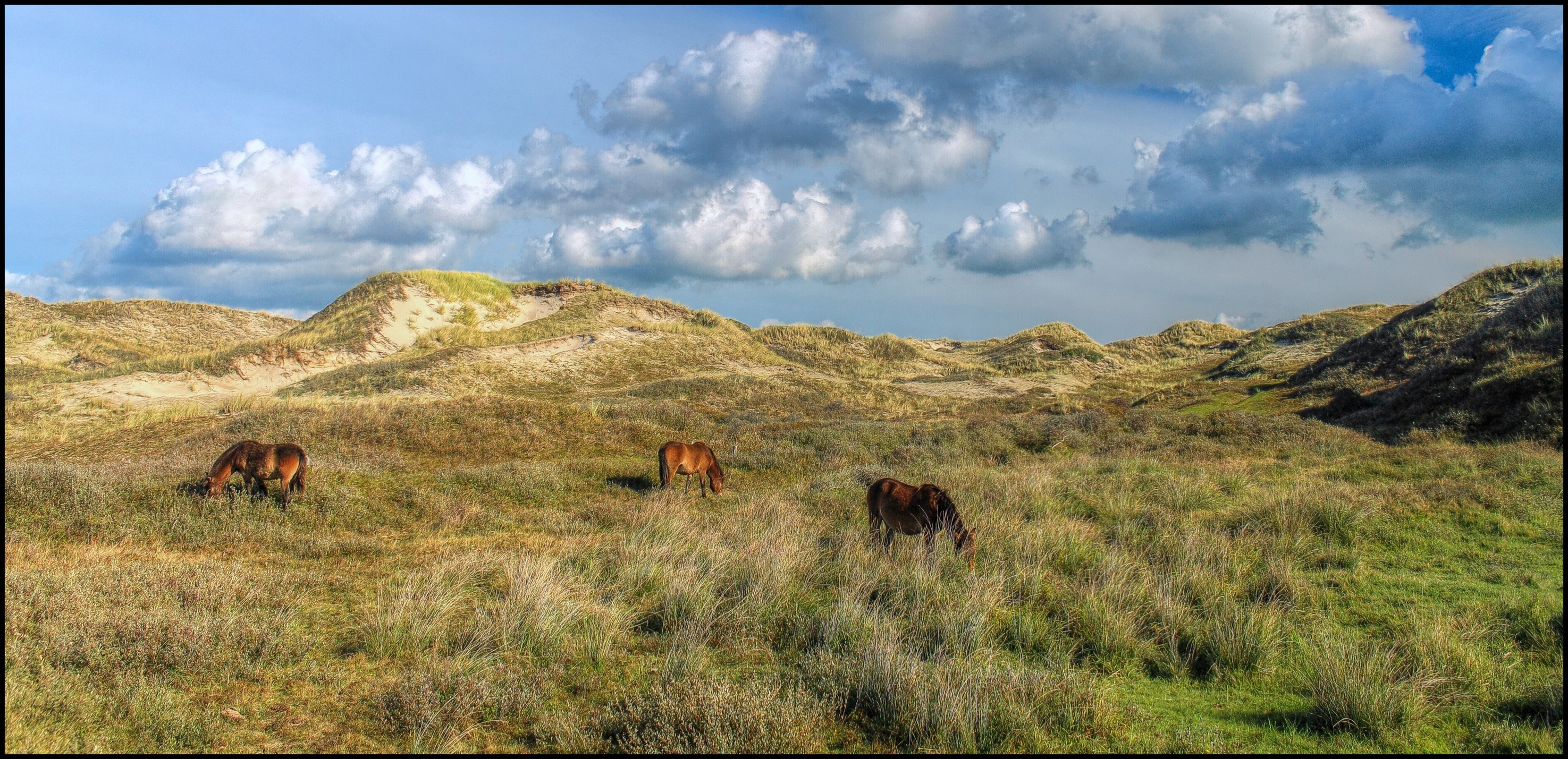 Exmoor pony's duinen.