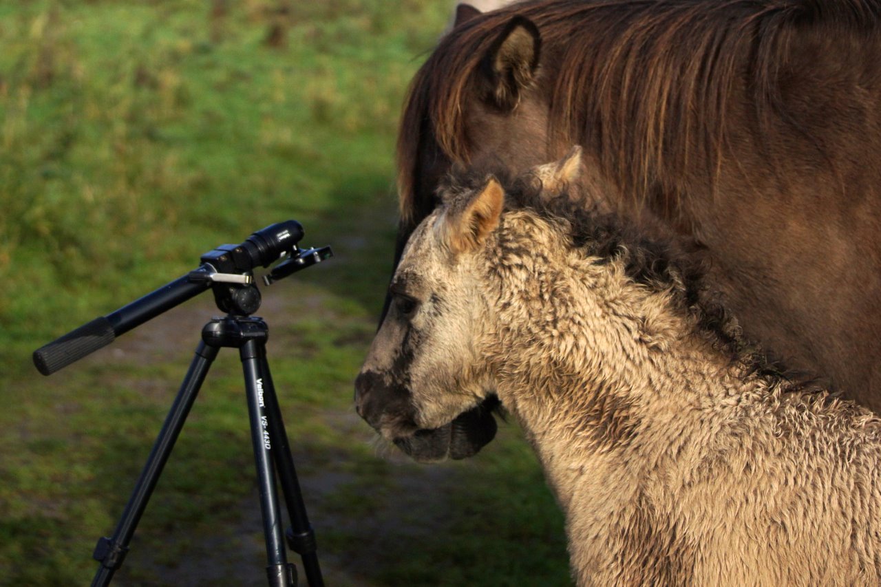 Ik wil hem nog gebruiken 