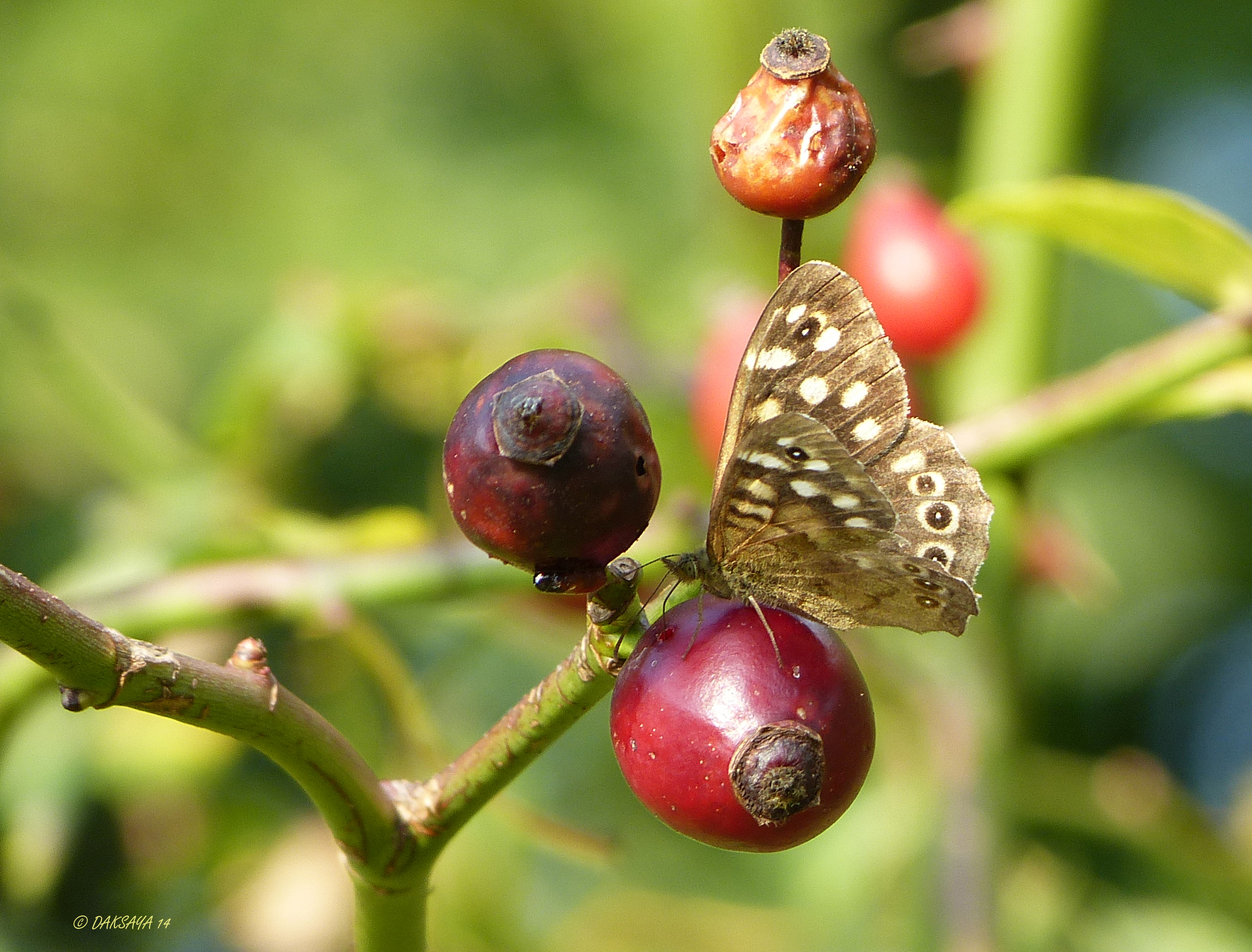 Bont en rood 2