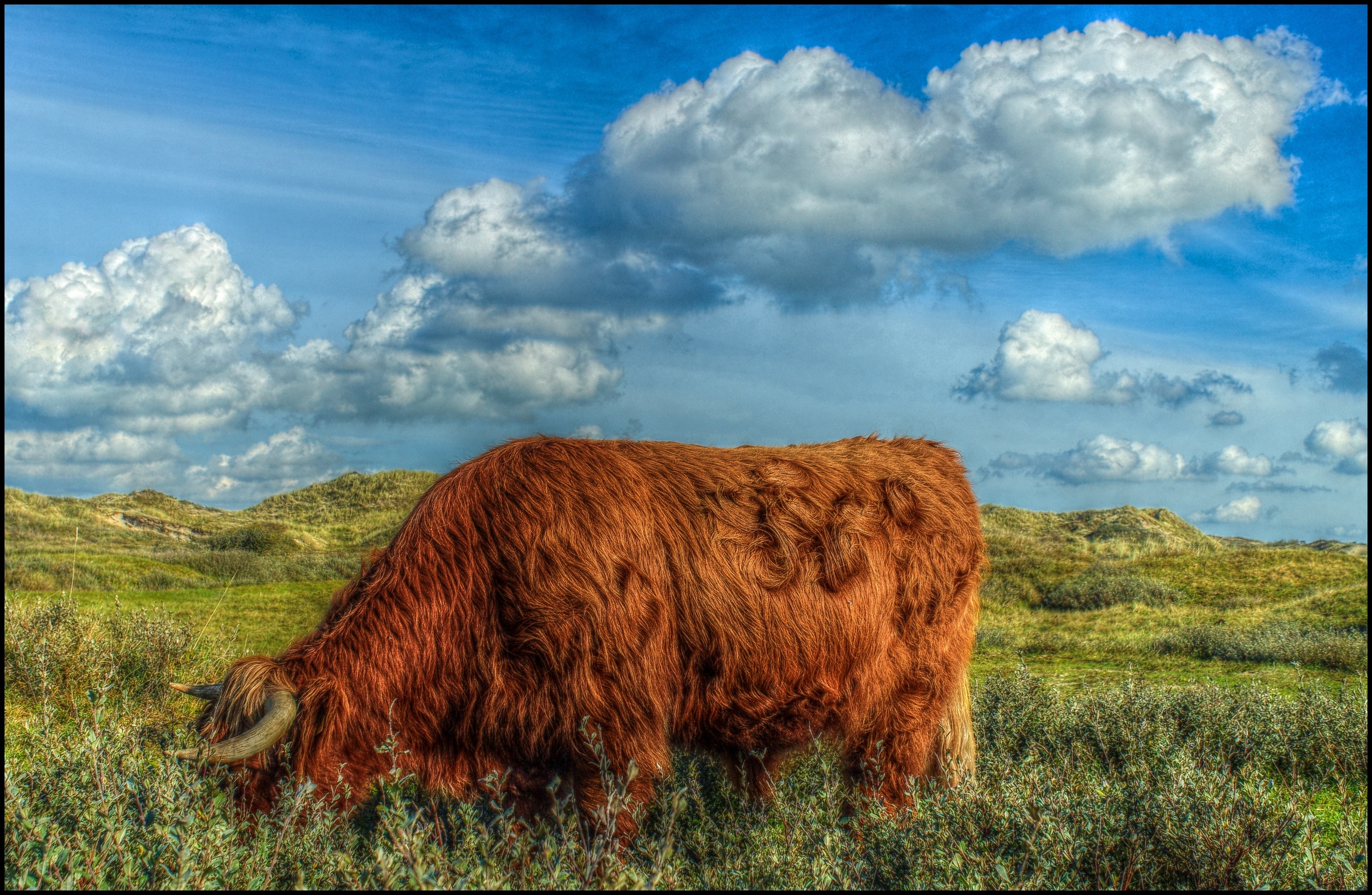 Schotsehooglander in de duinen.