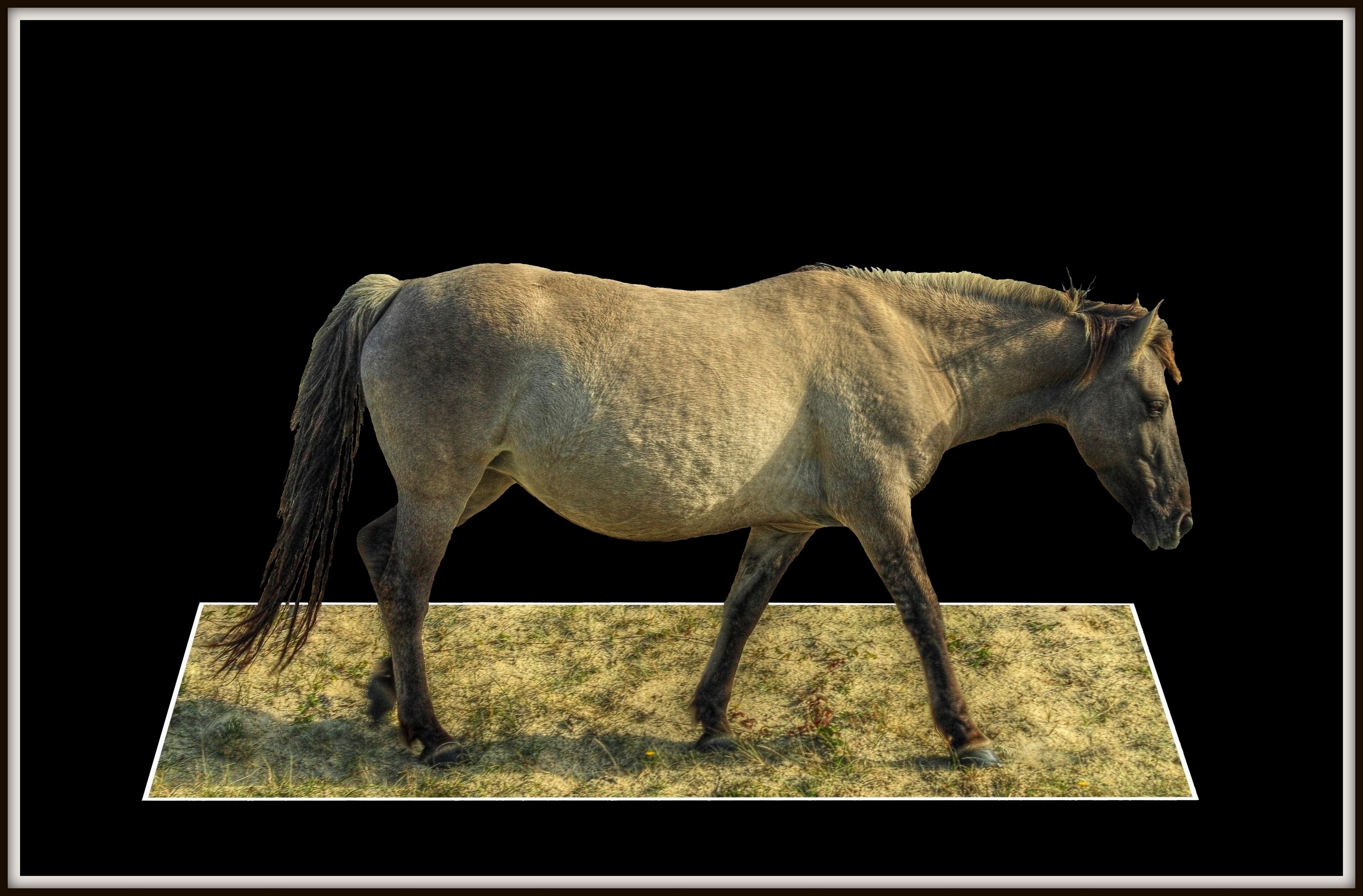 Konikpaard (bewerkt)