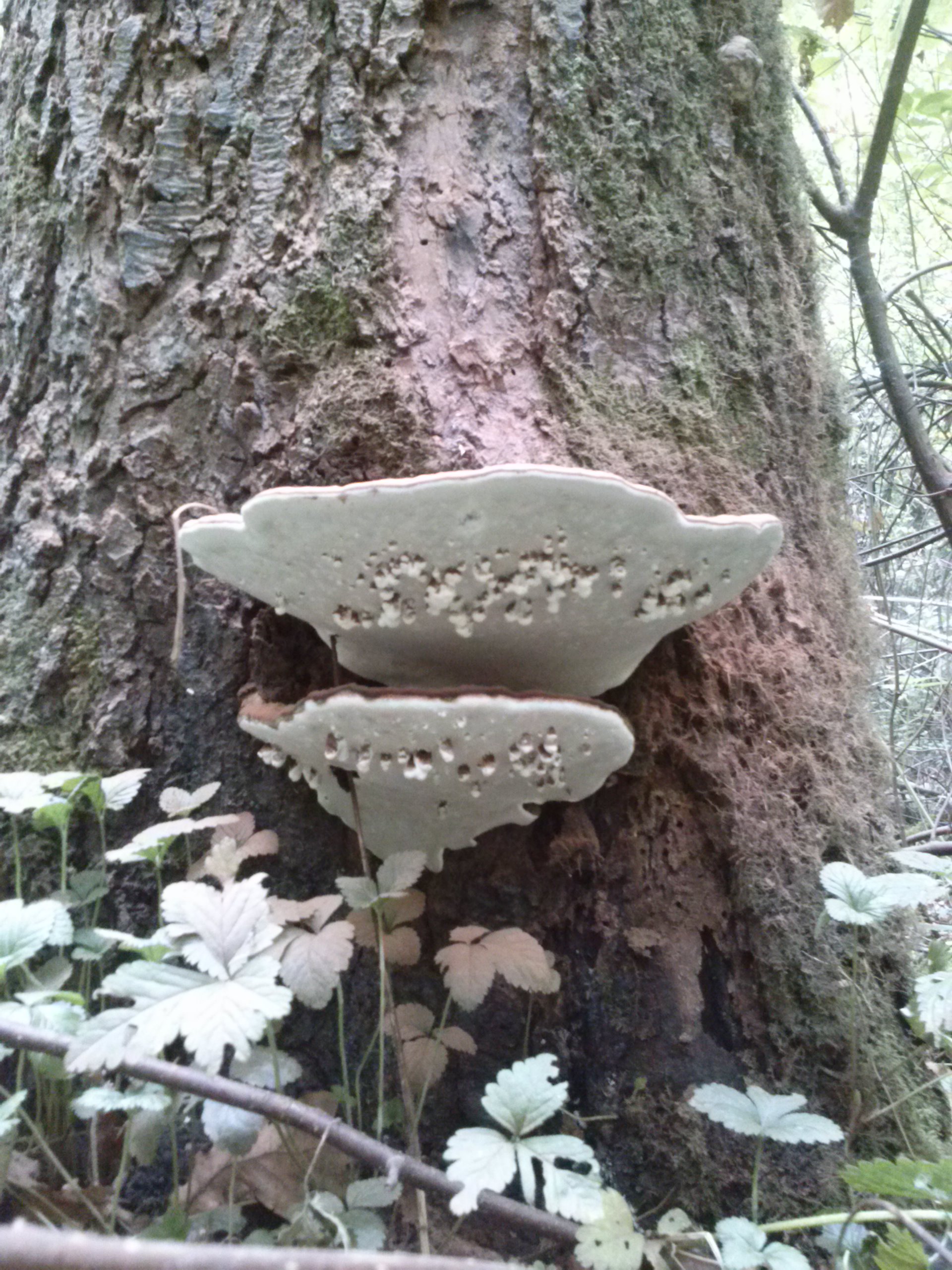 Paddestoelen 
