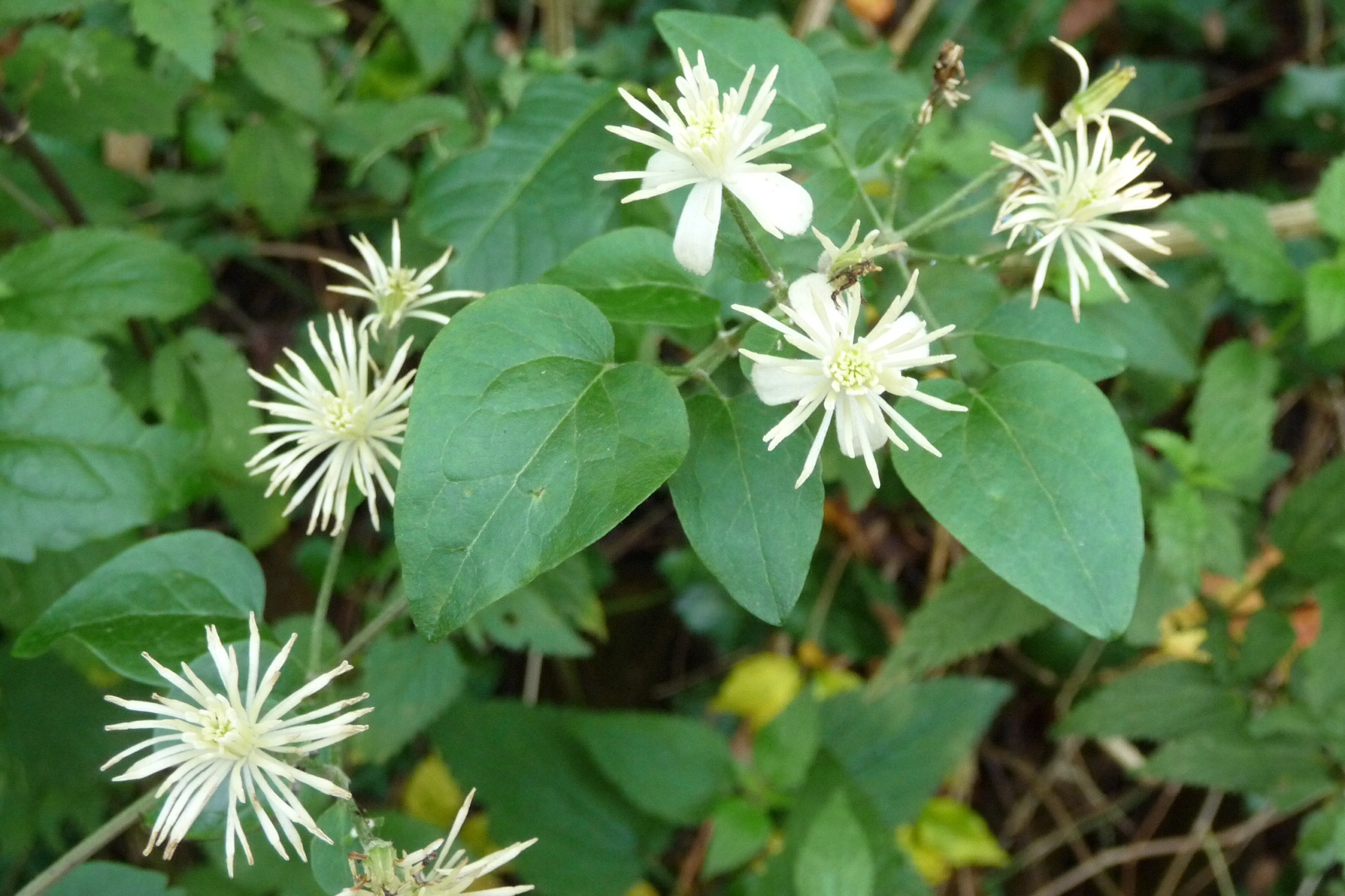 Wilde clematis 2