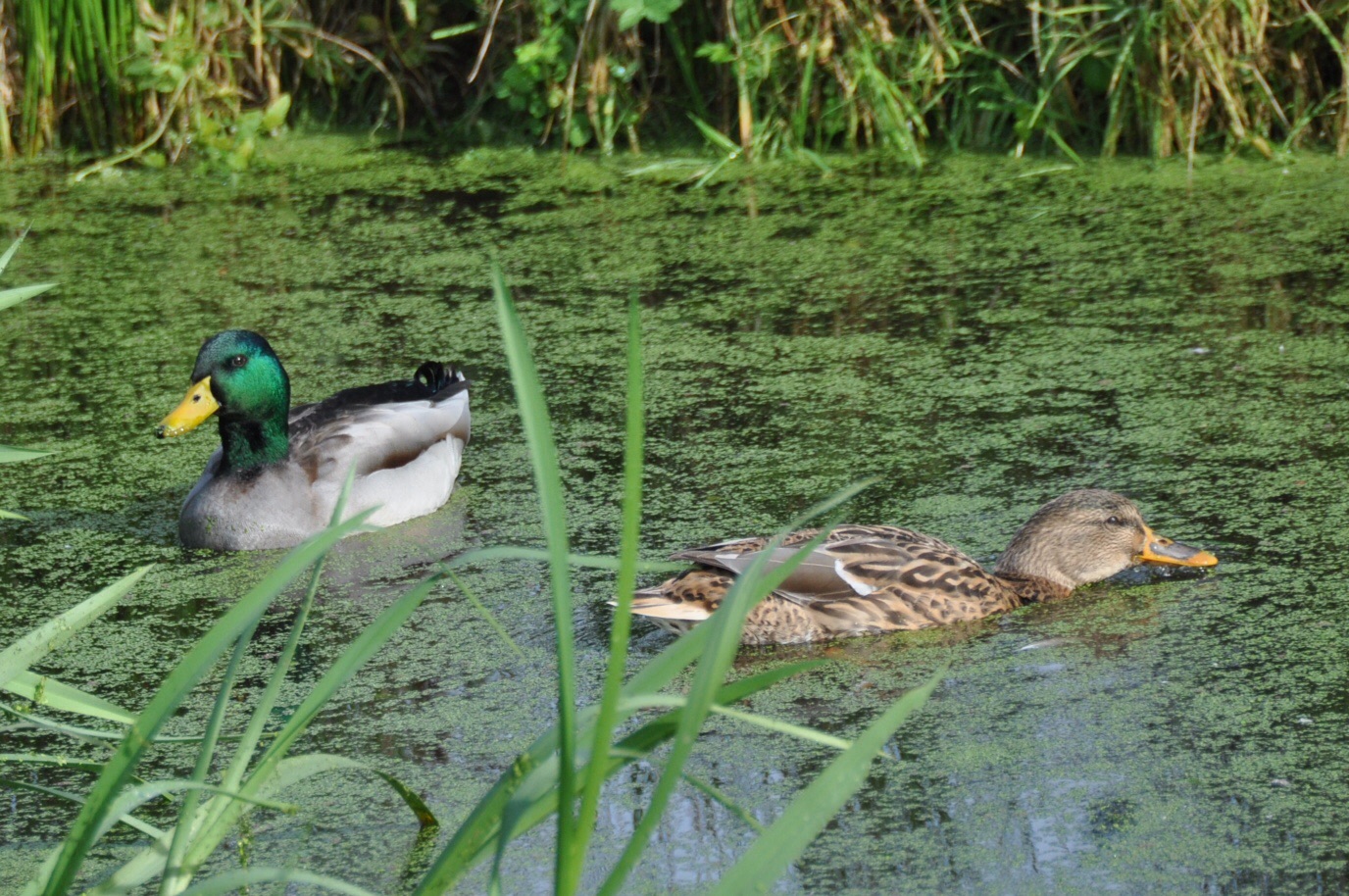 Eendenpaar 2