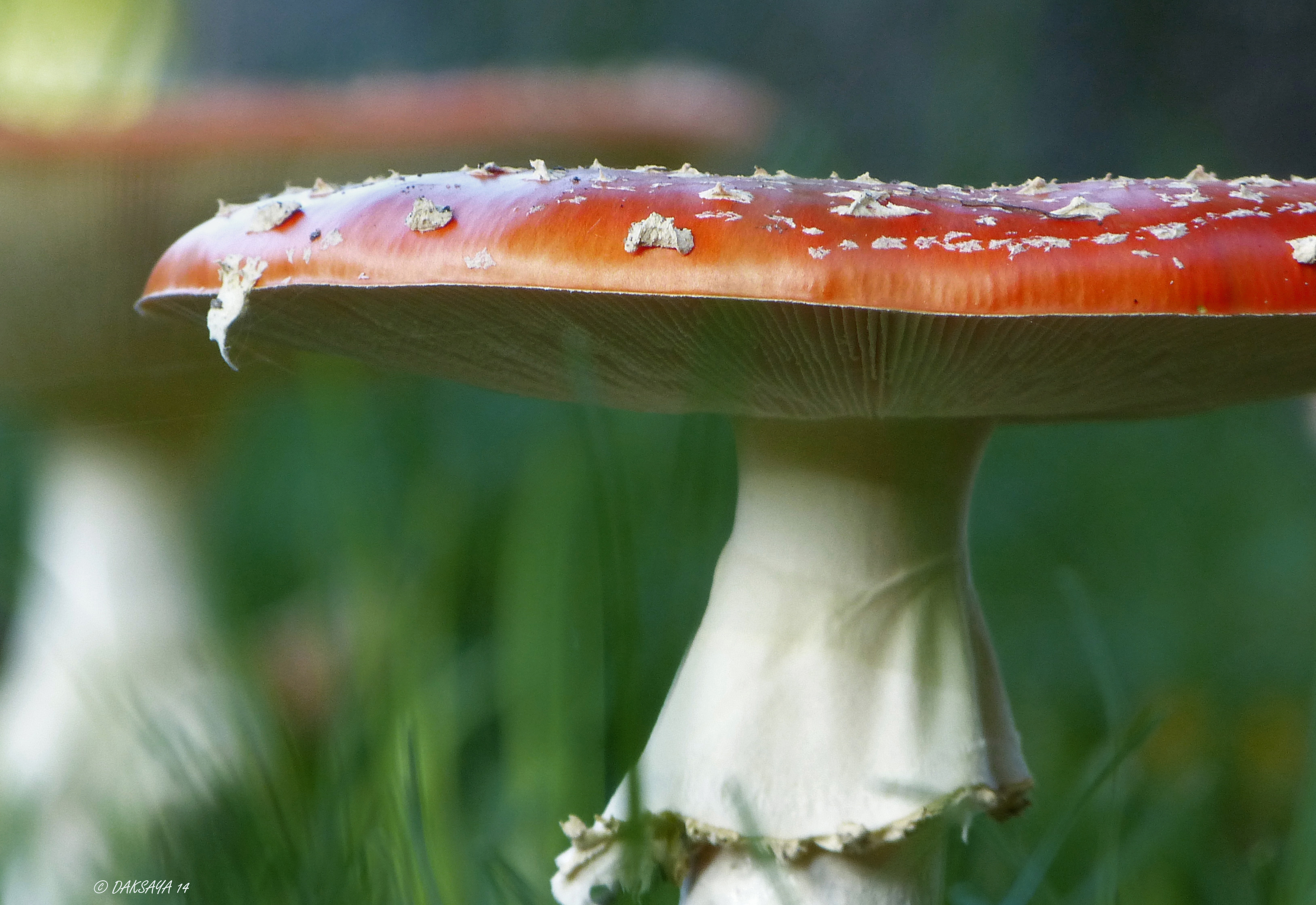 Niet in het bos