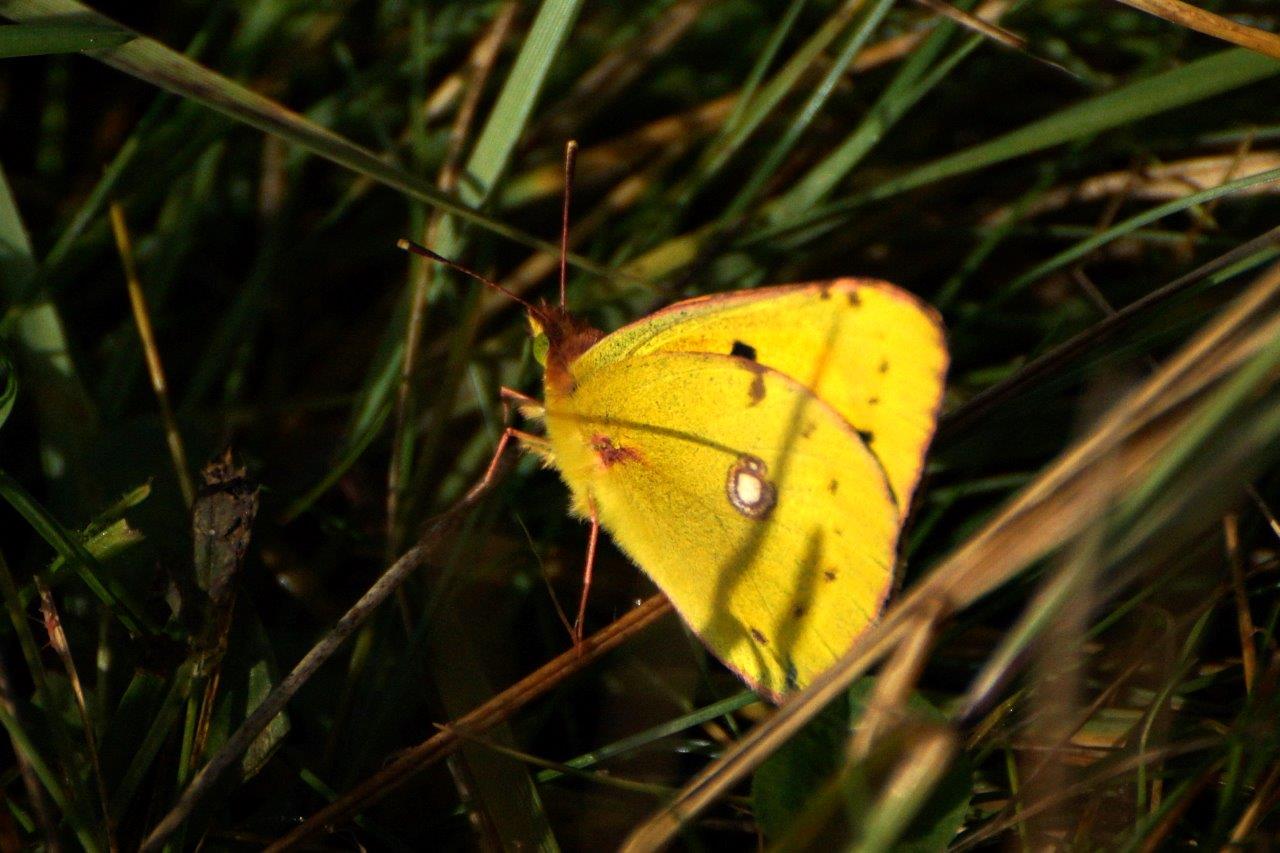 lucernevlinder op doortrek 