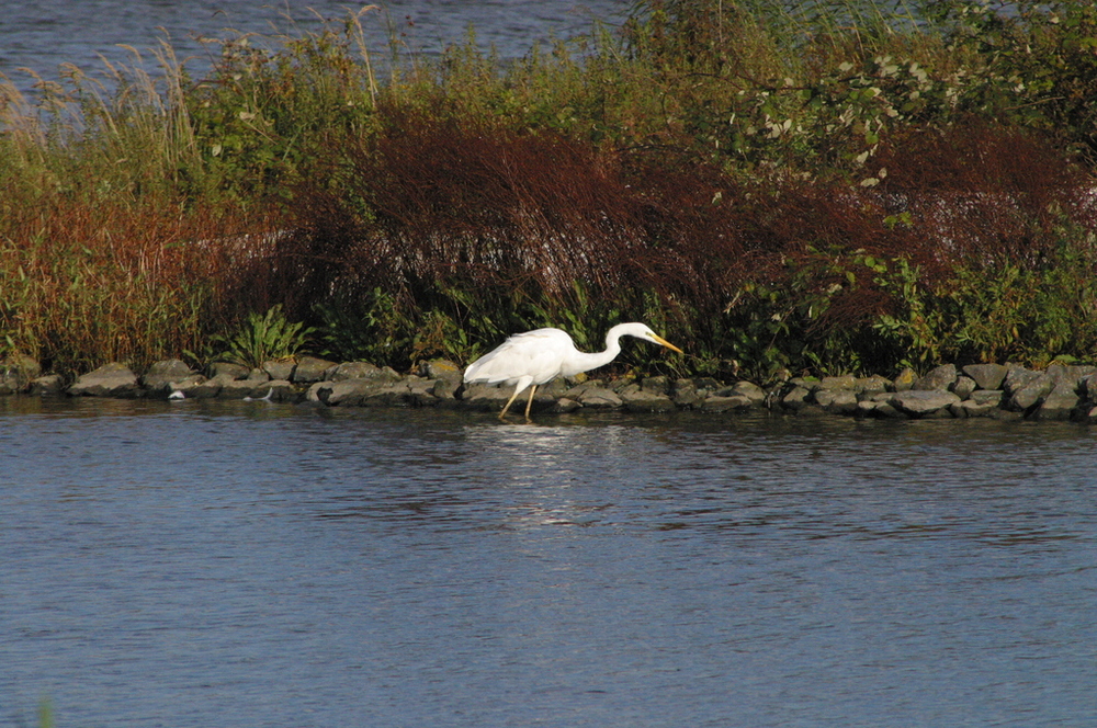 grote zilverreiger