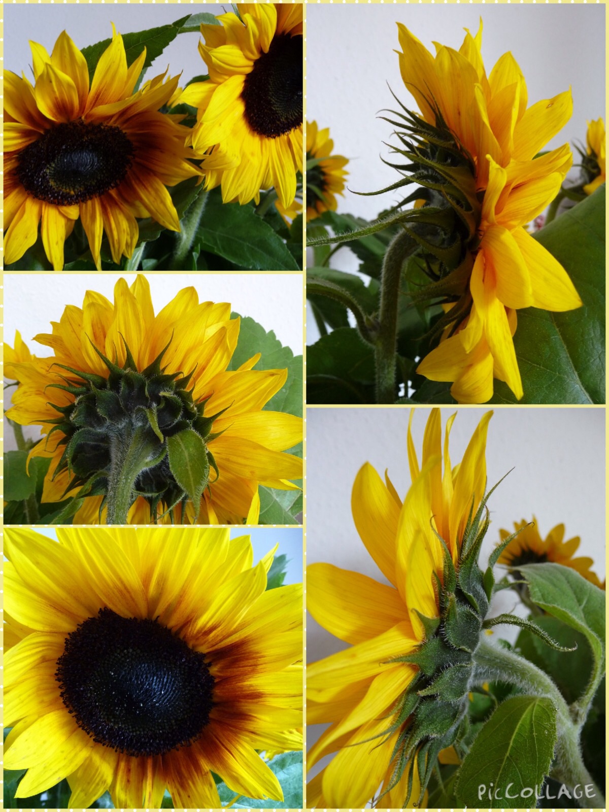 Laatste zonnebloemen