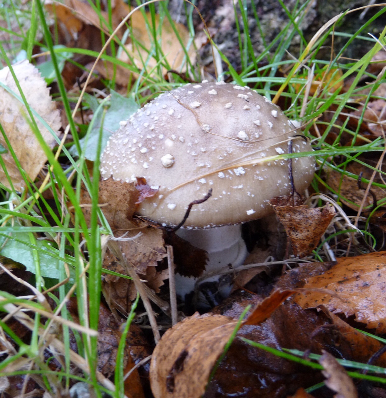 Meer paddenstoelen