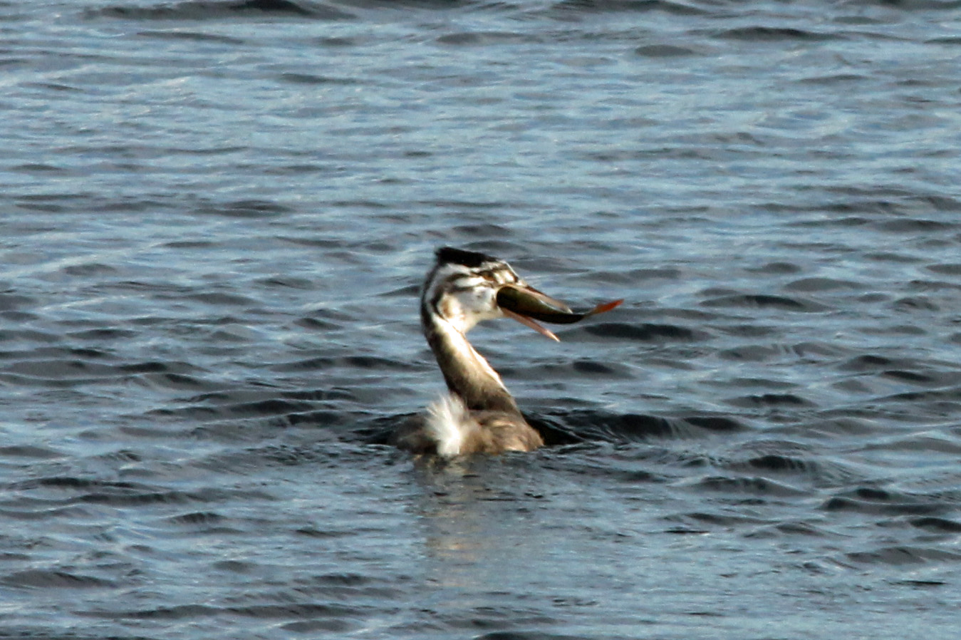 Jonge fuut eet grote vis