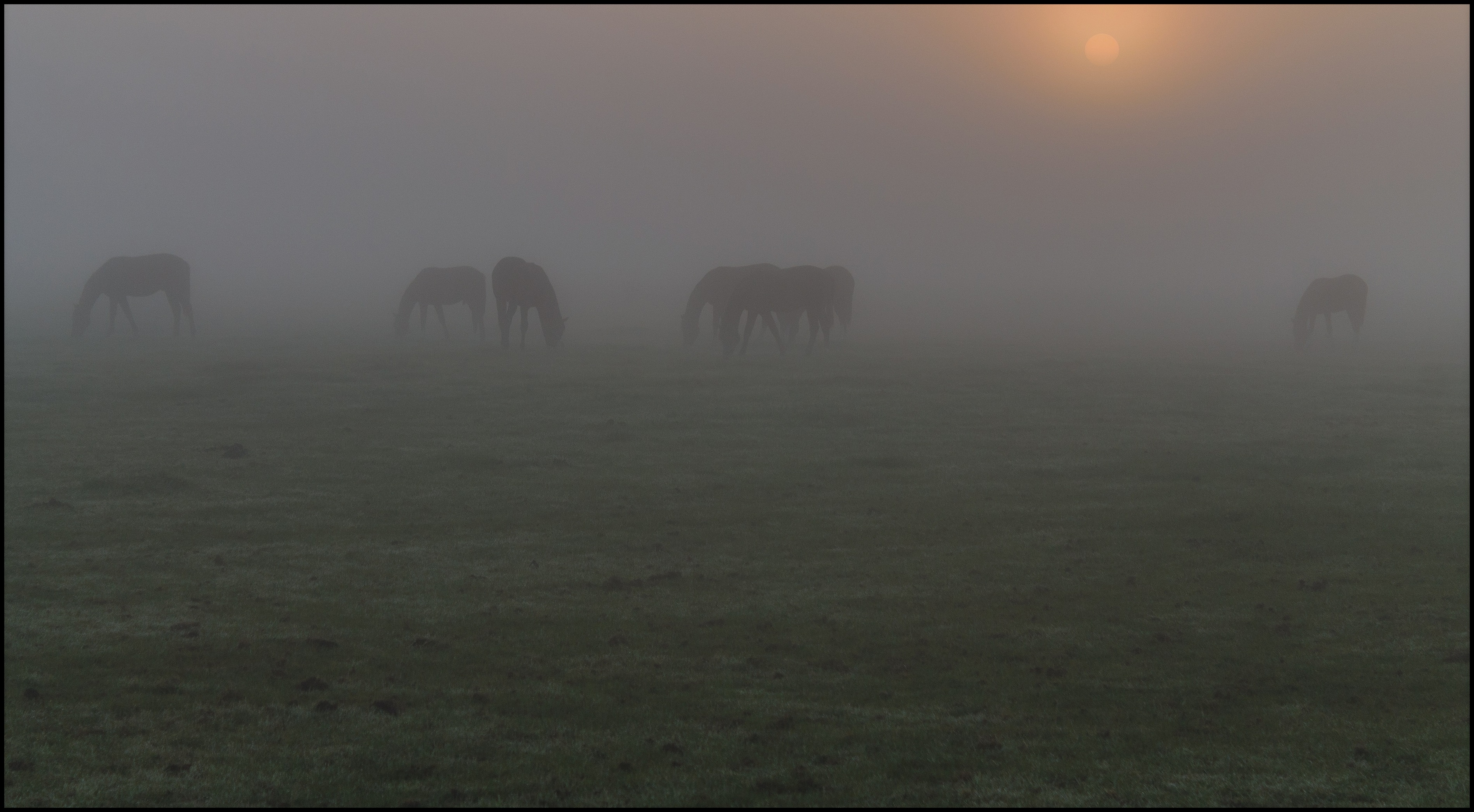 Paarden in de mist.