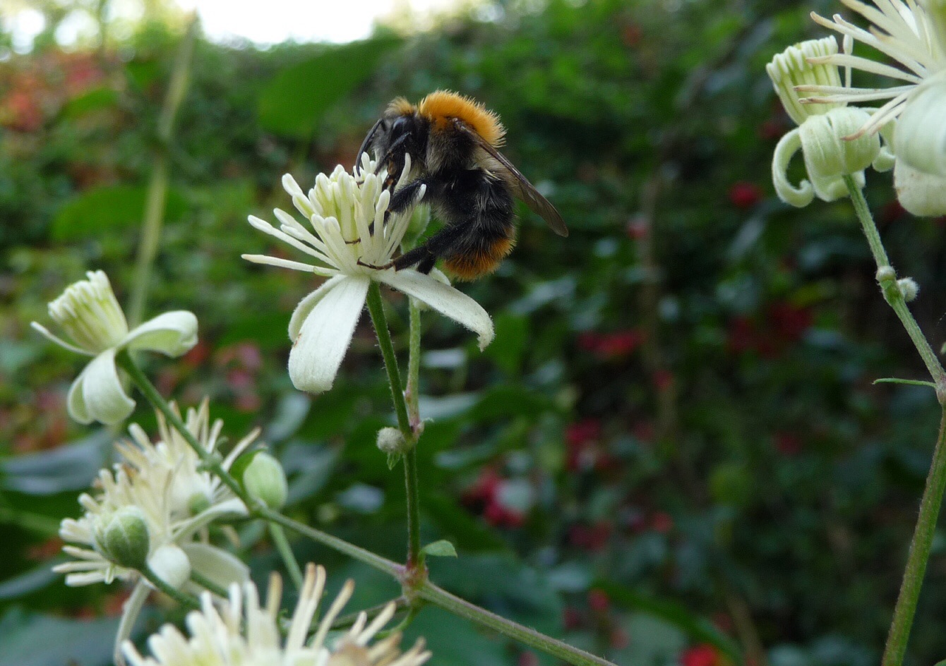 Wilde clematis met hommel