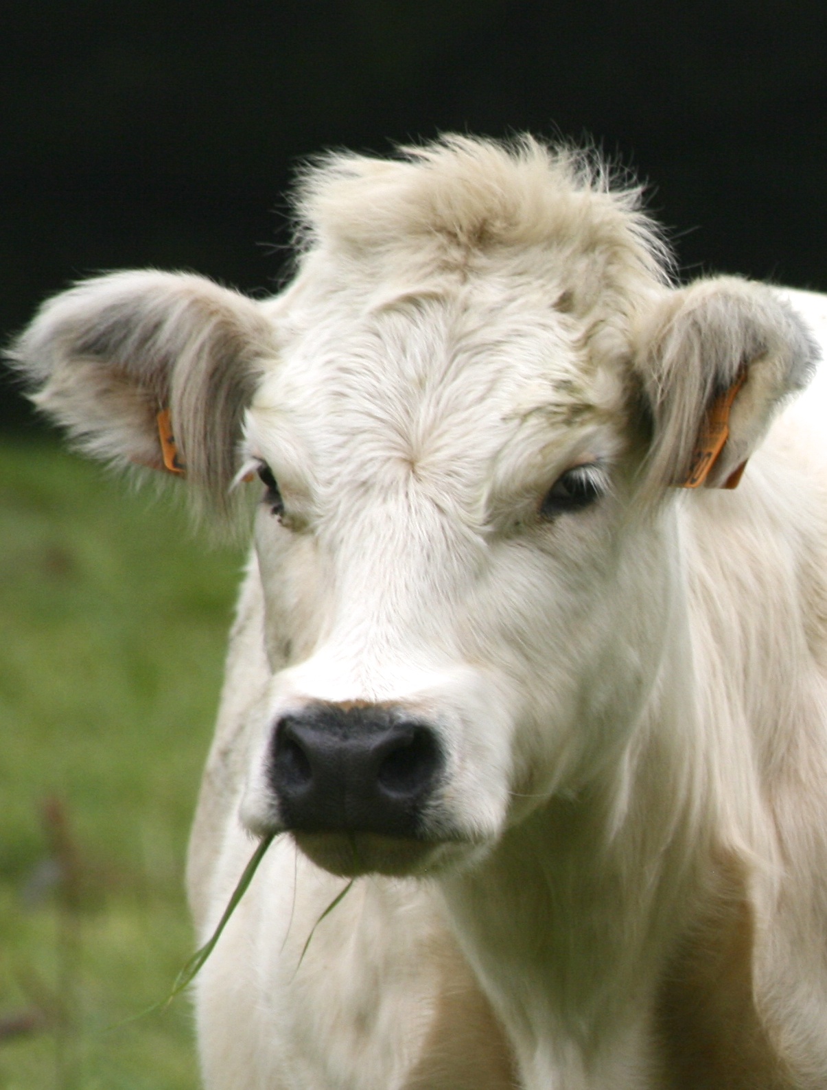 Mooie koe