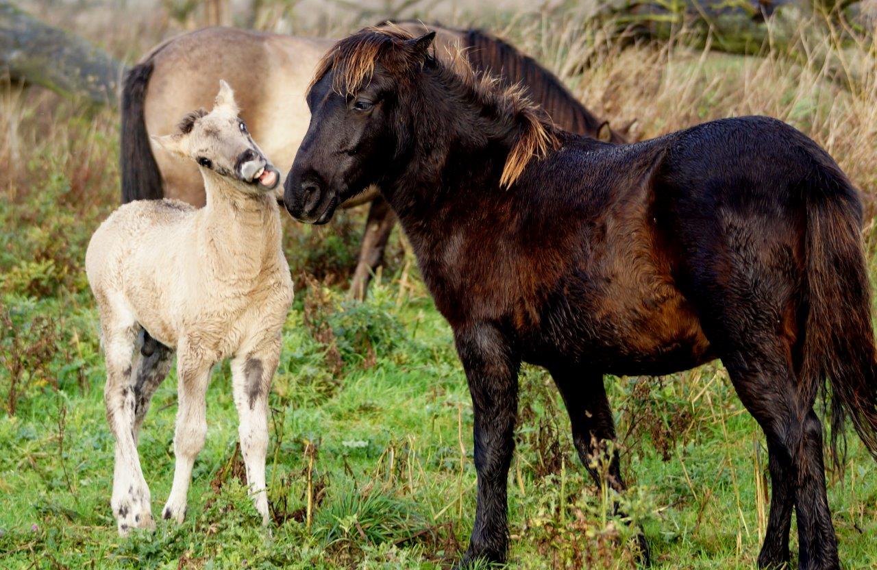 mag ik gaan spelen !!