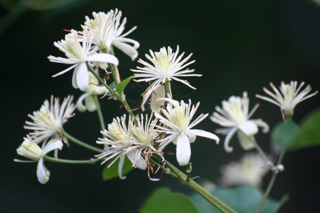 Wilde clematis