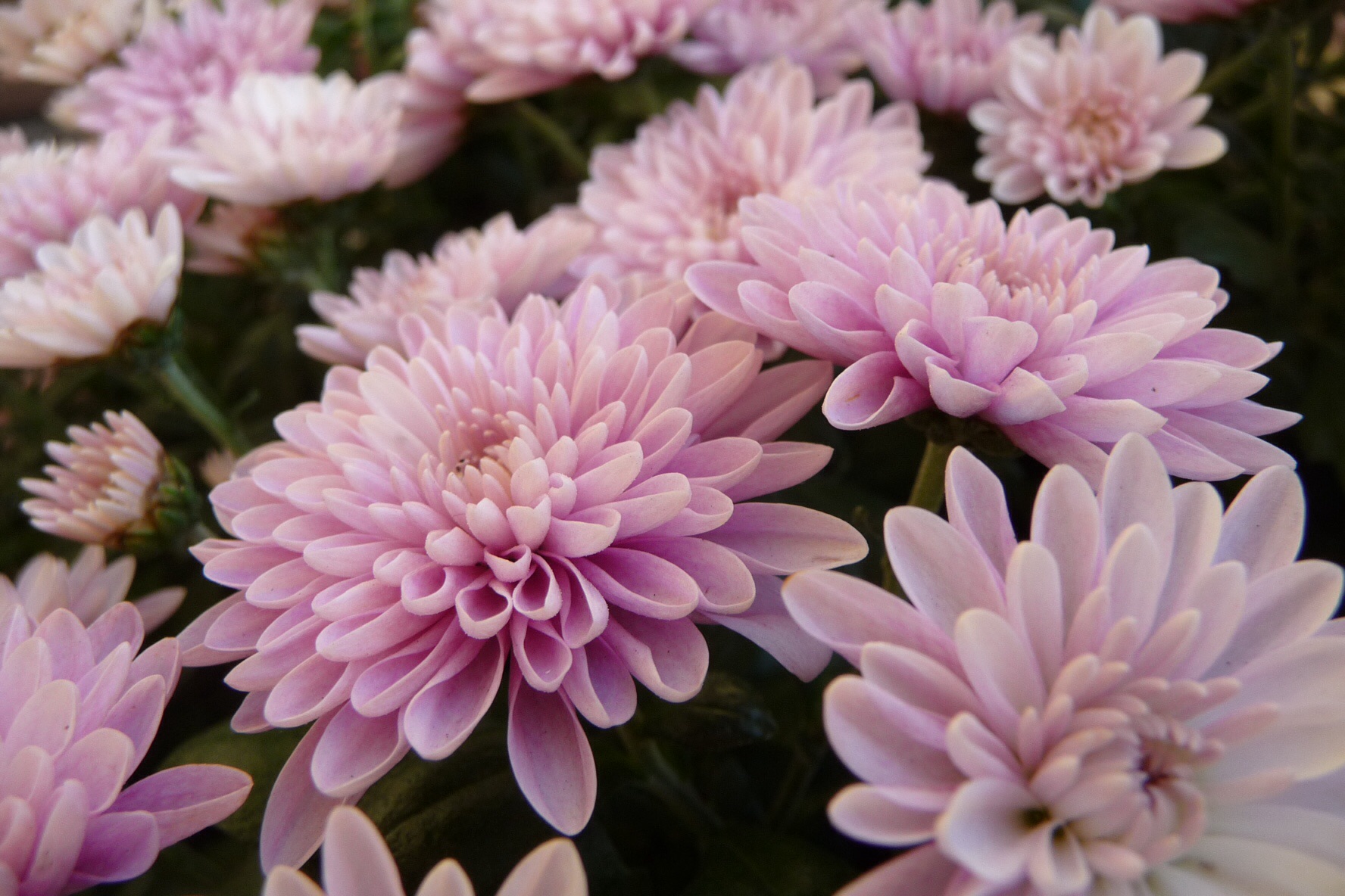 Chrysant