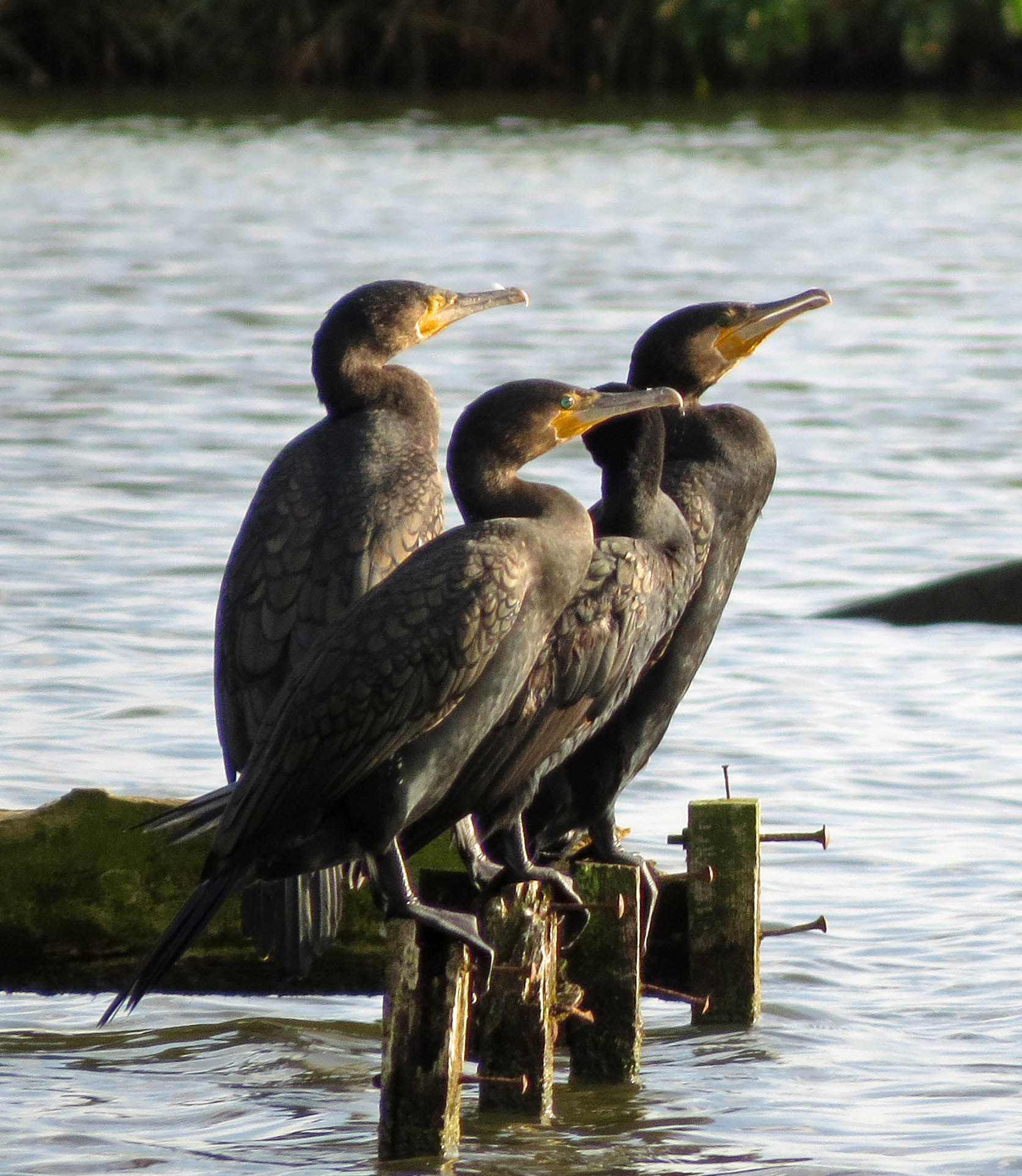 Het geheim van de 4e snavel