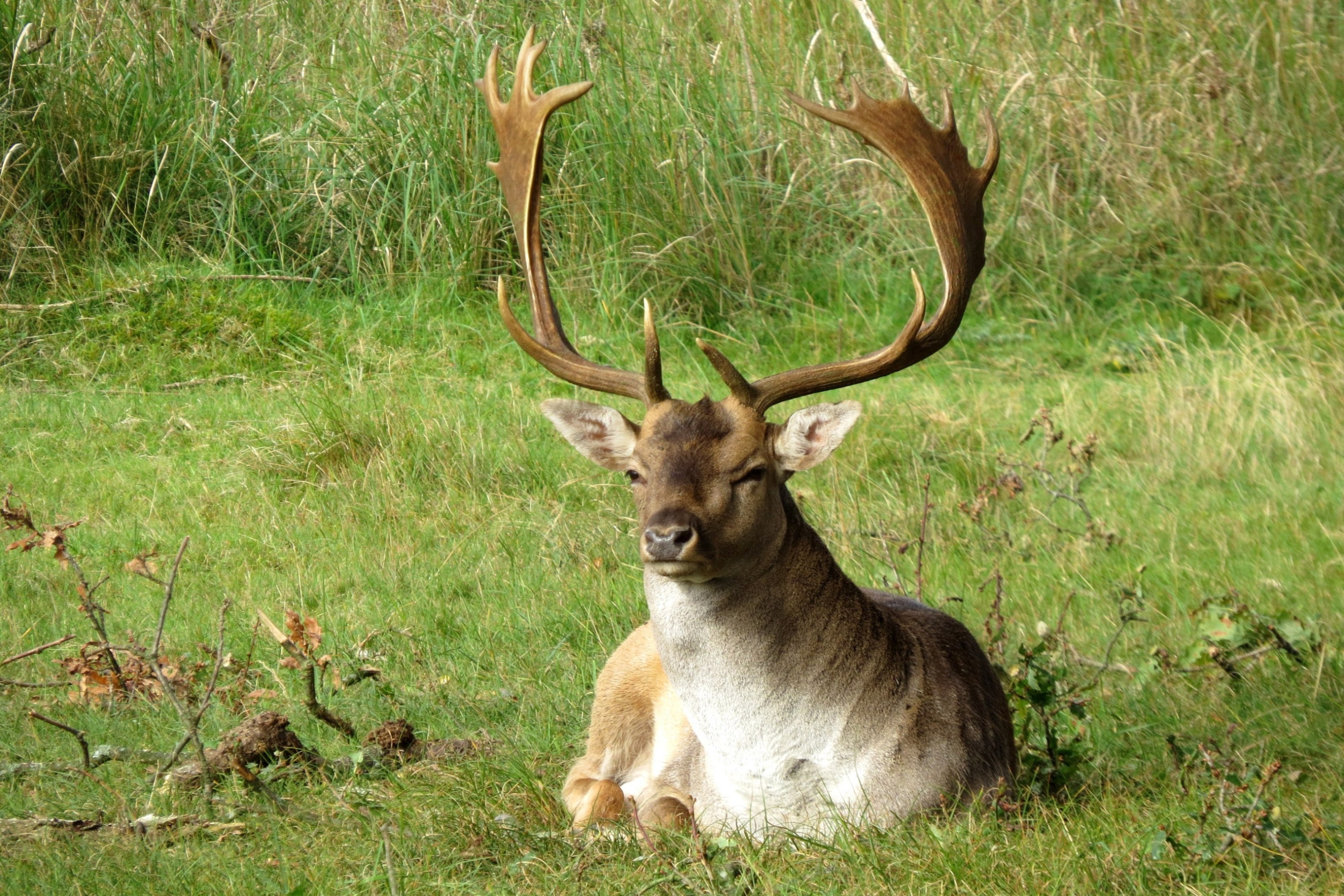 Klaar voor de bronst