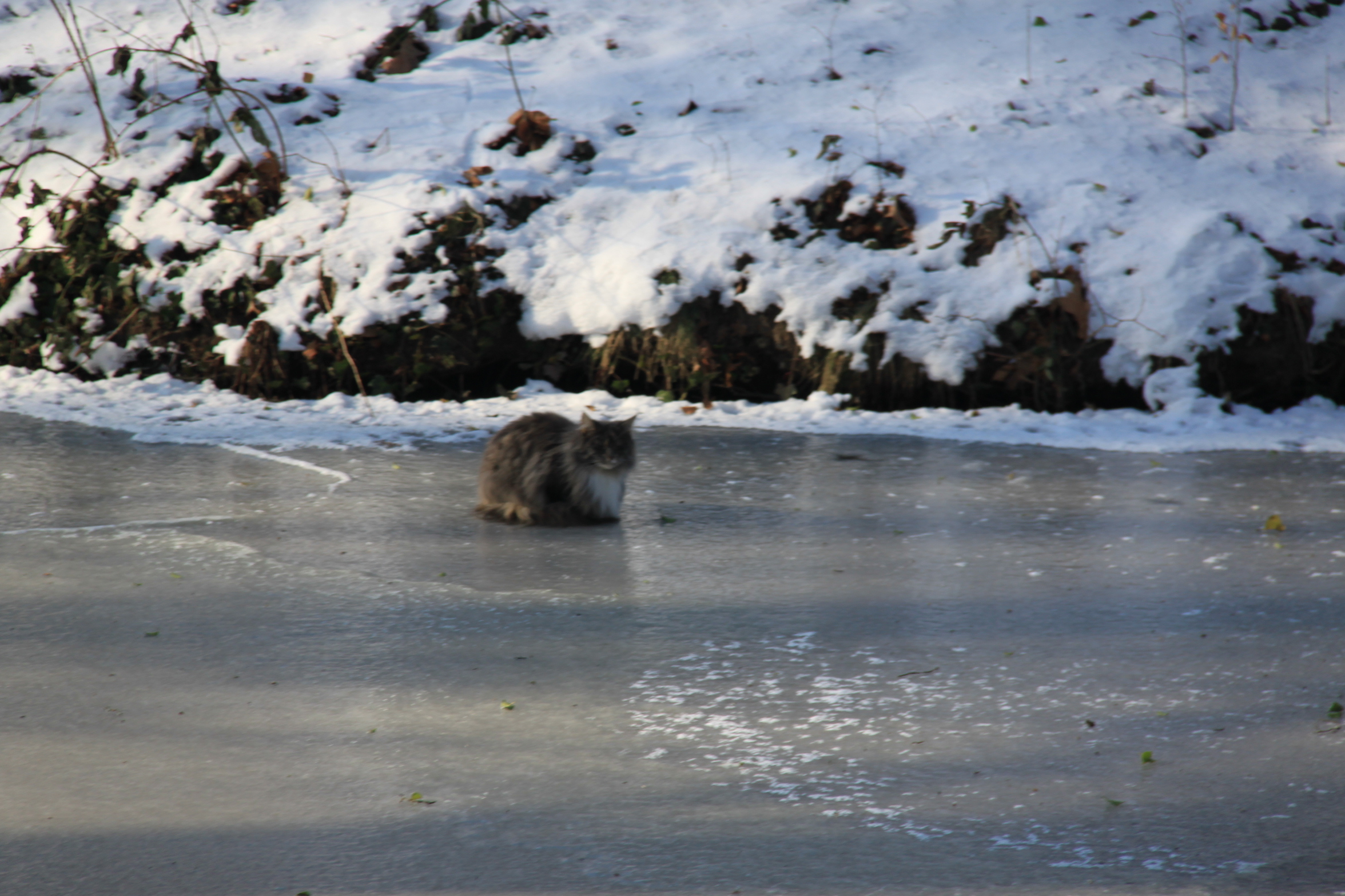 Kat op het ijs
