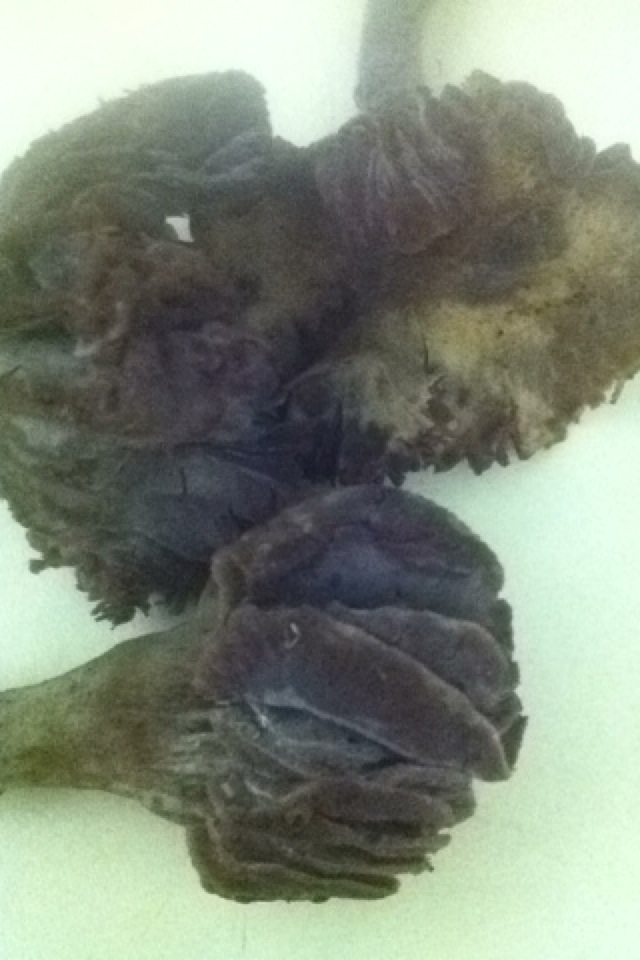 Zou het een cantharel zijn?