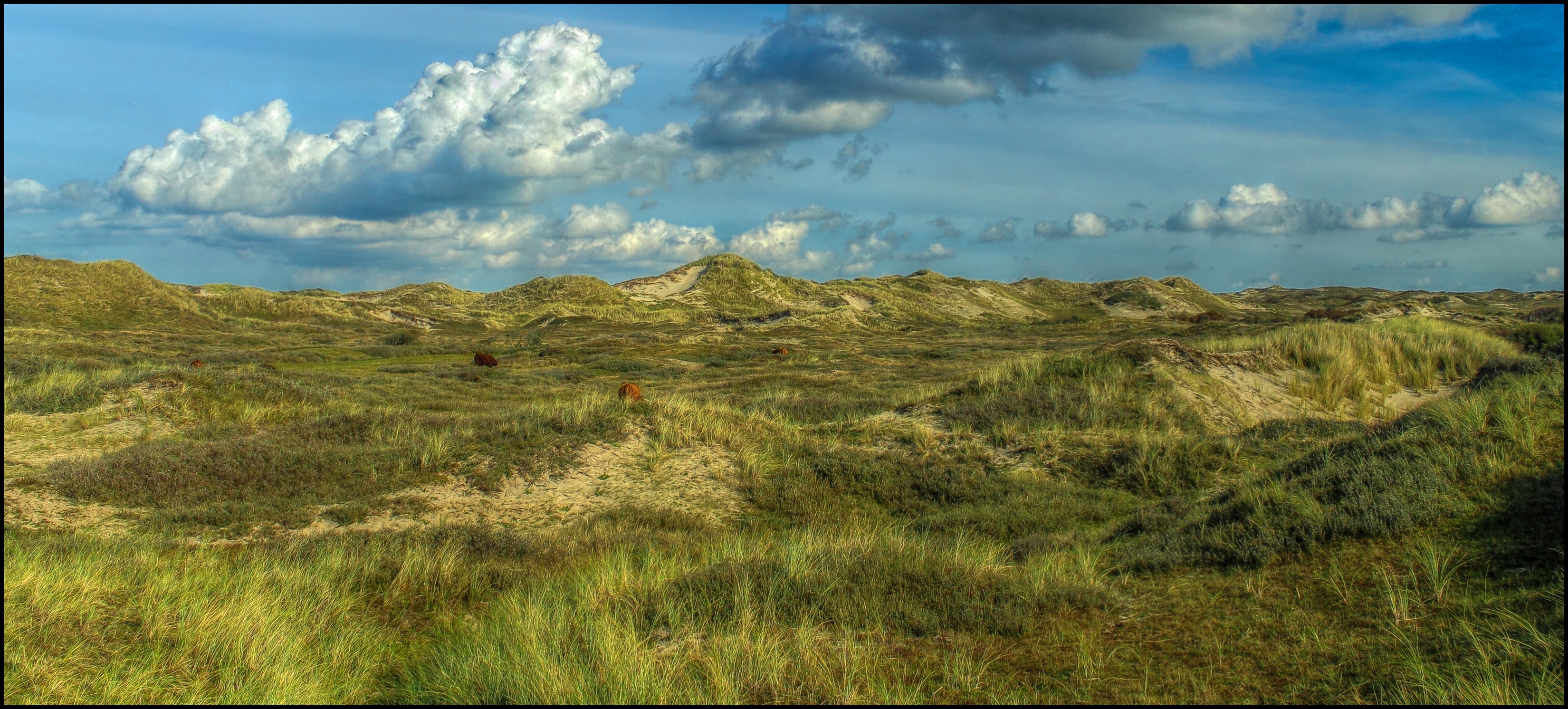 Duinen.