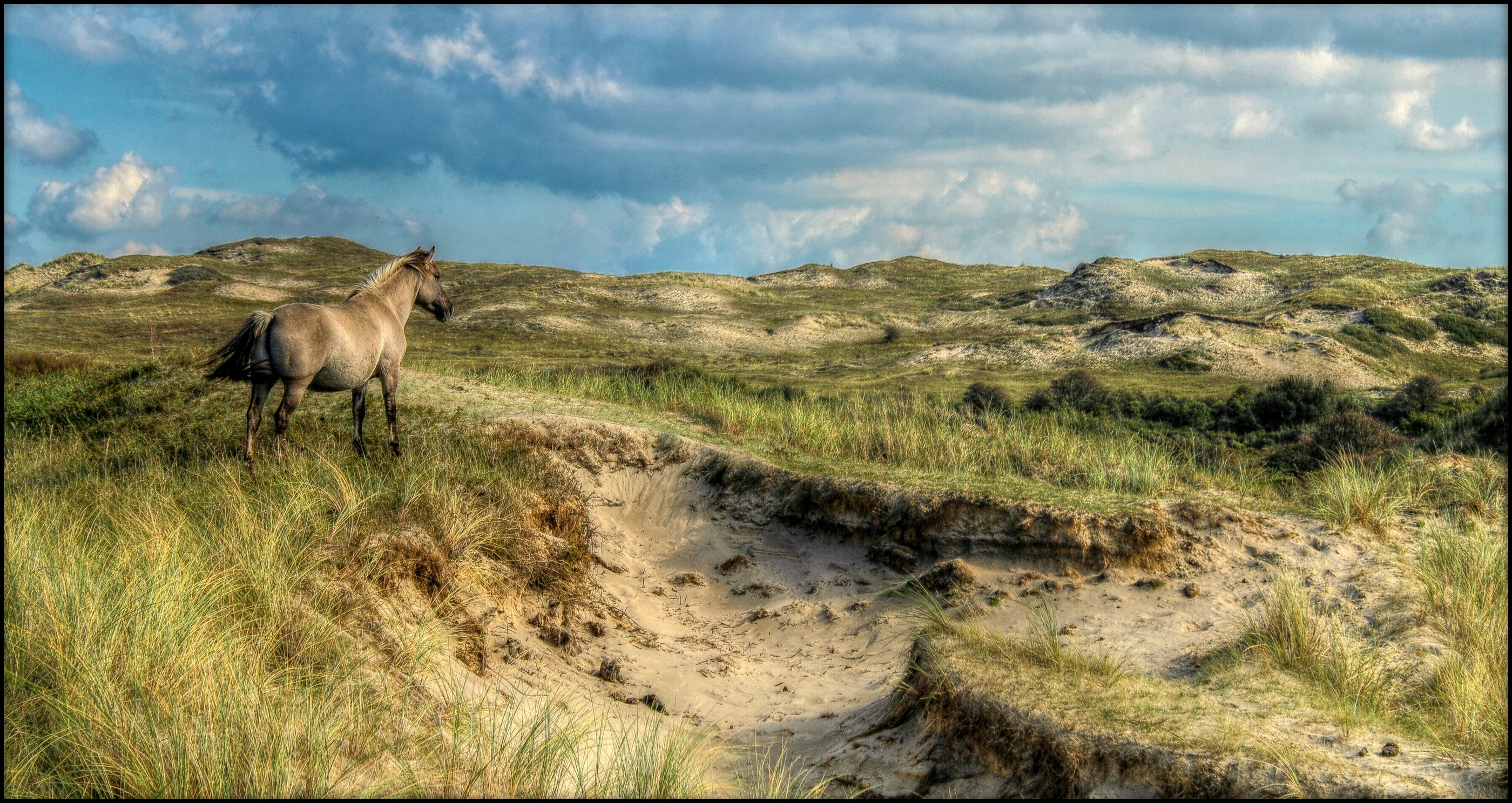 Konikpaard in de duinen.