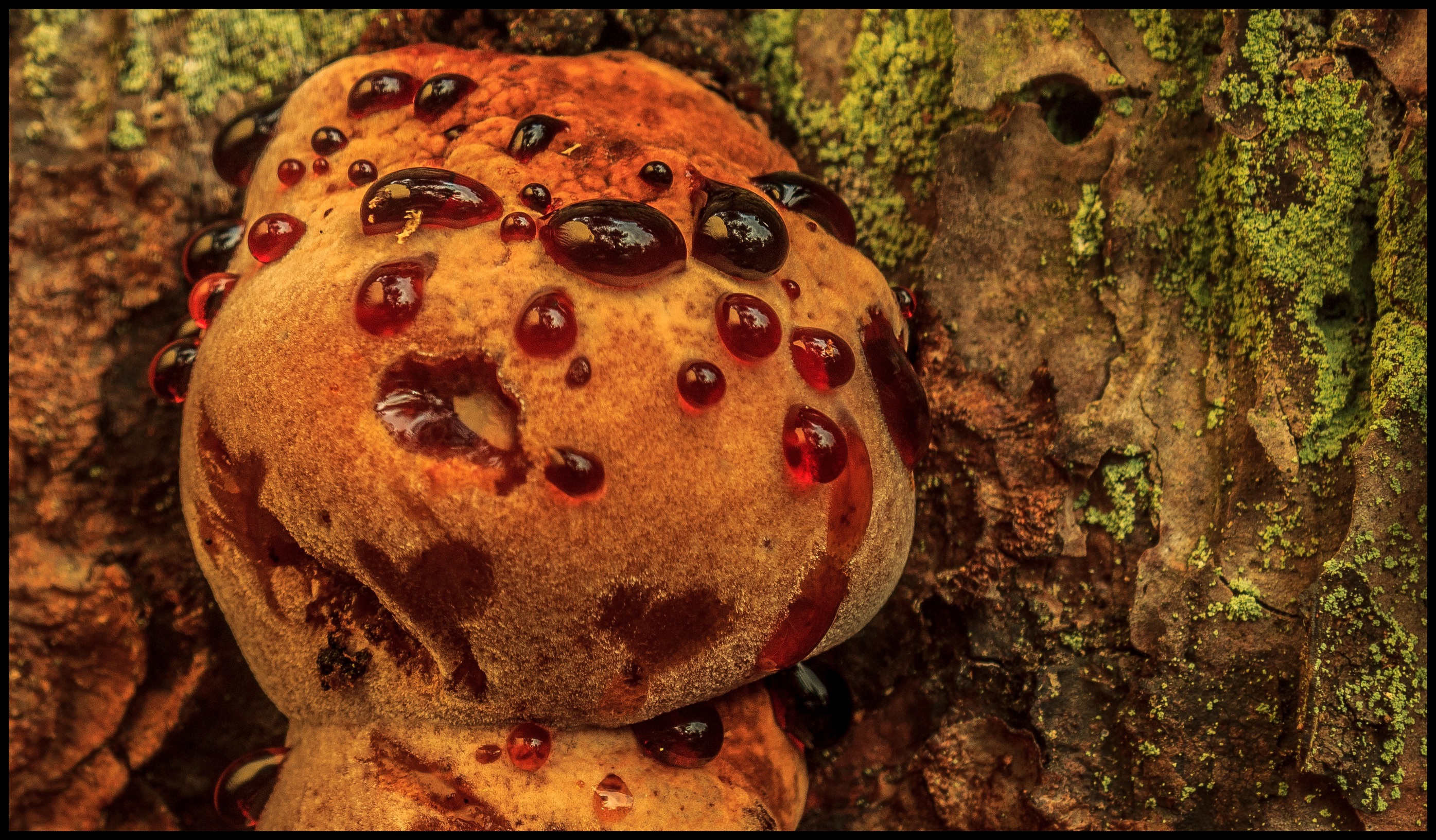 Zwam met guttatiedruppels.