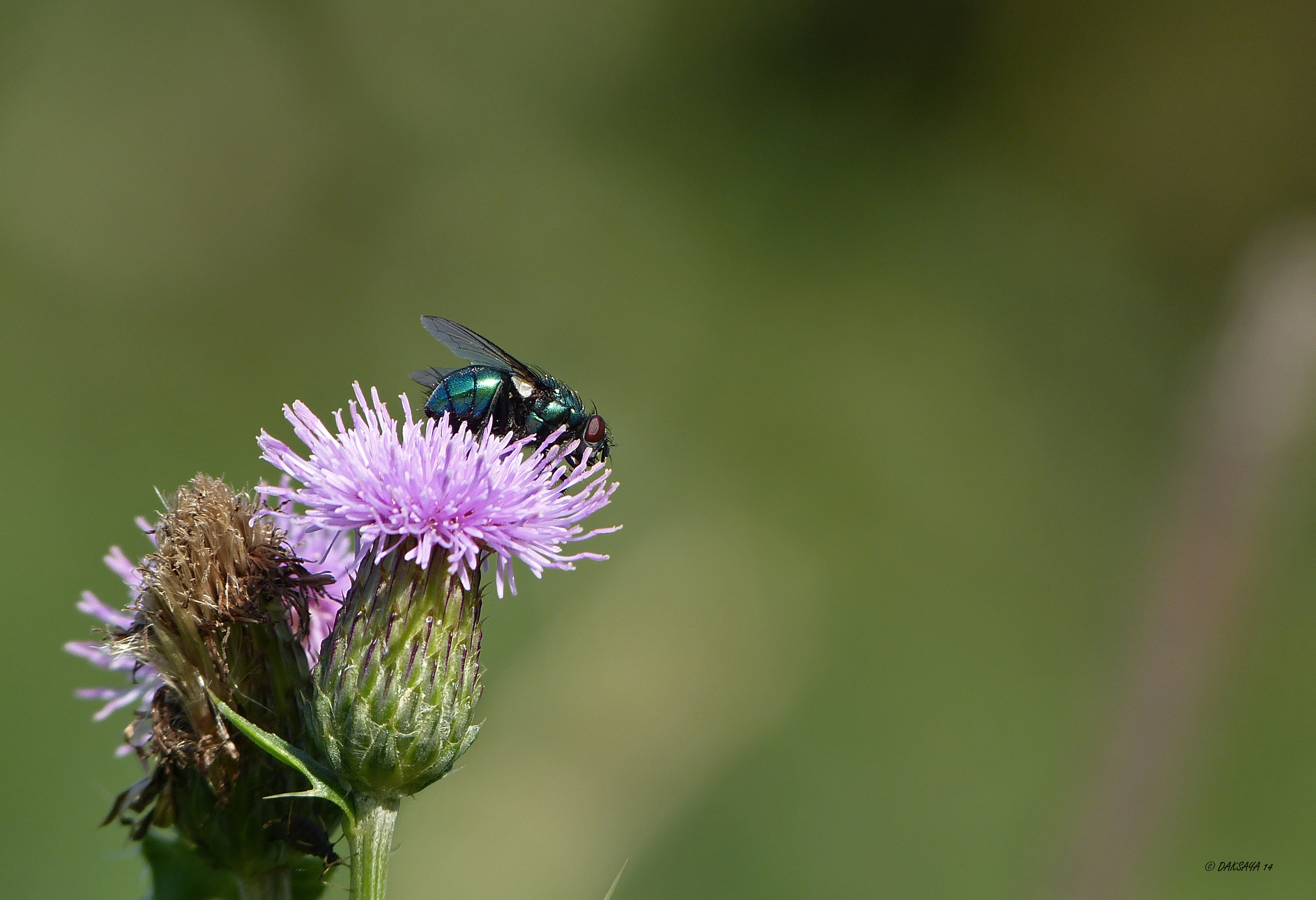 Vlieg op distel