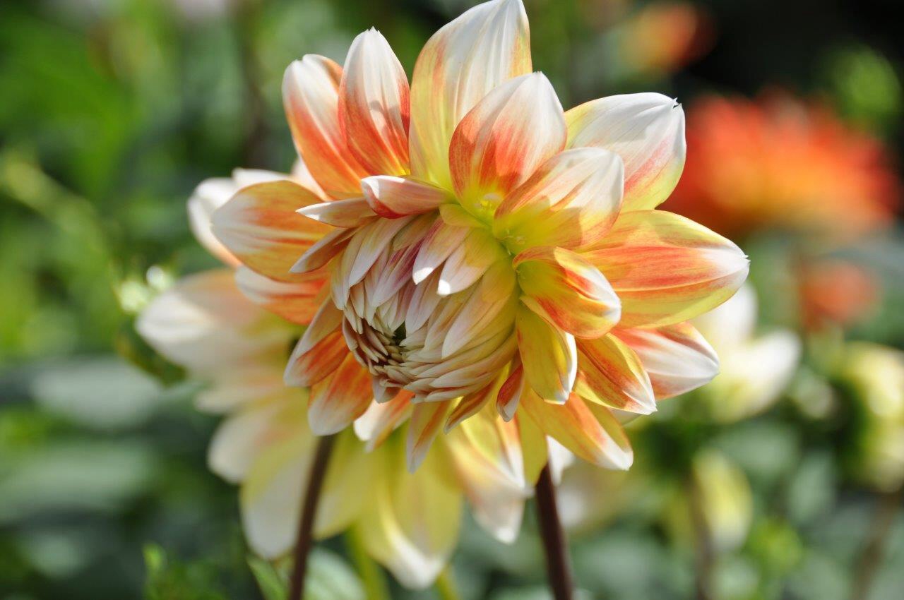 Dahlia