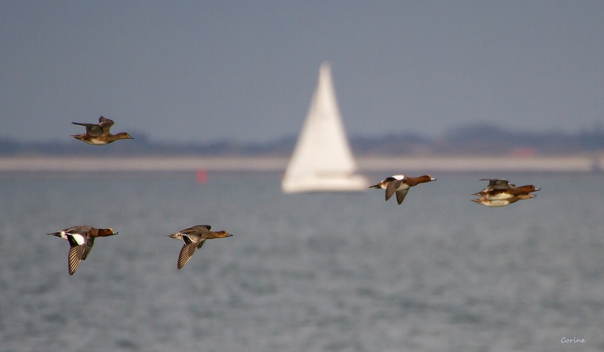 Tegenwind? of windje mee?