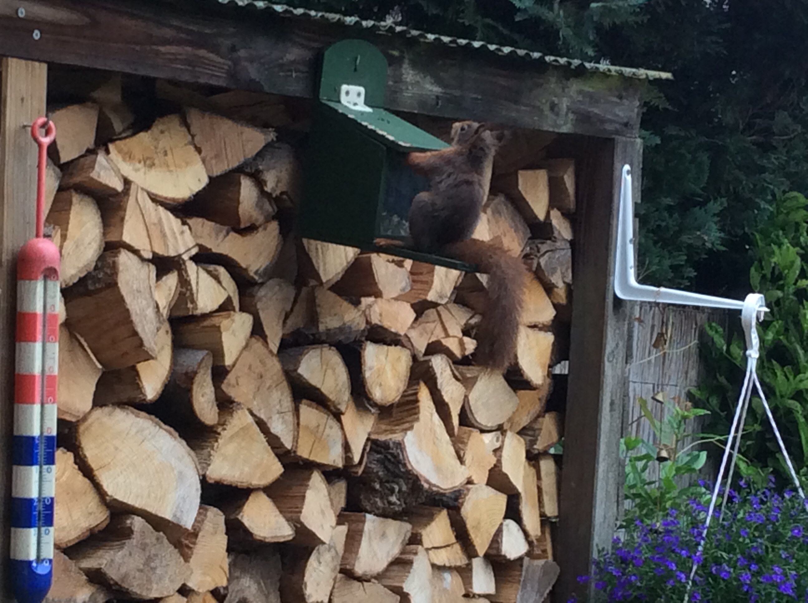 Eekhoorn in de tuin