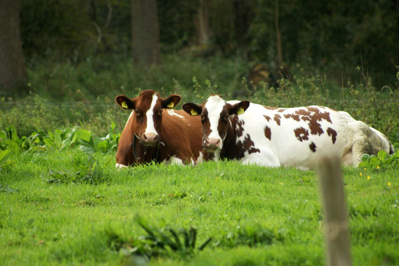 Gezellig saampjes ...