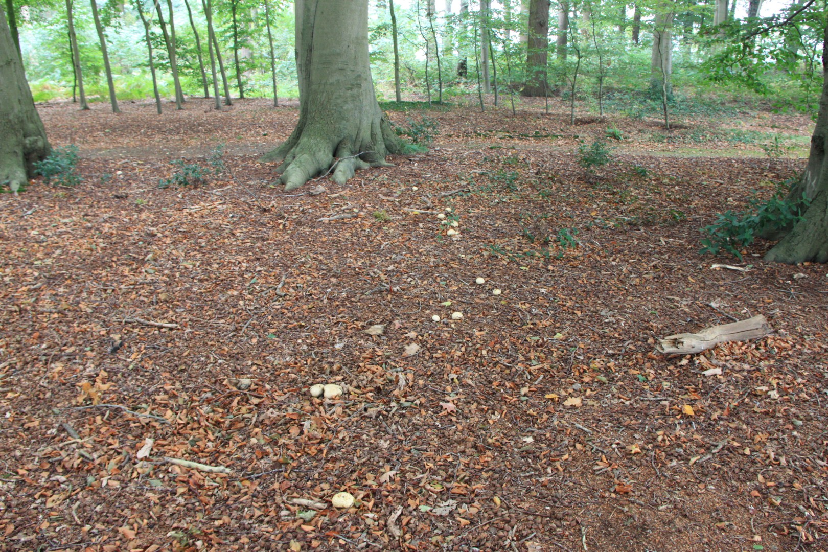 Spoor van stuifzwammen