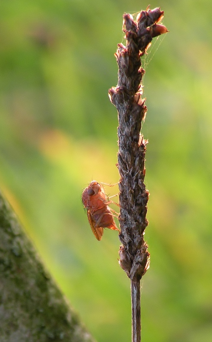 In het avondzonnetje