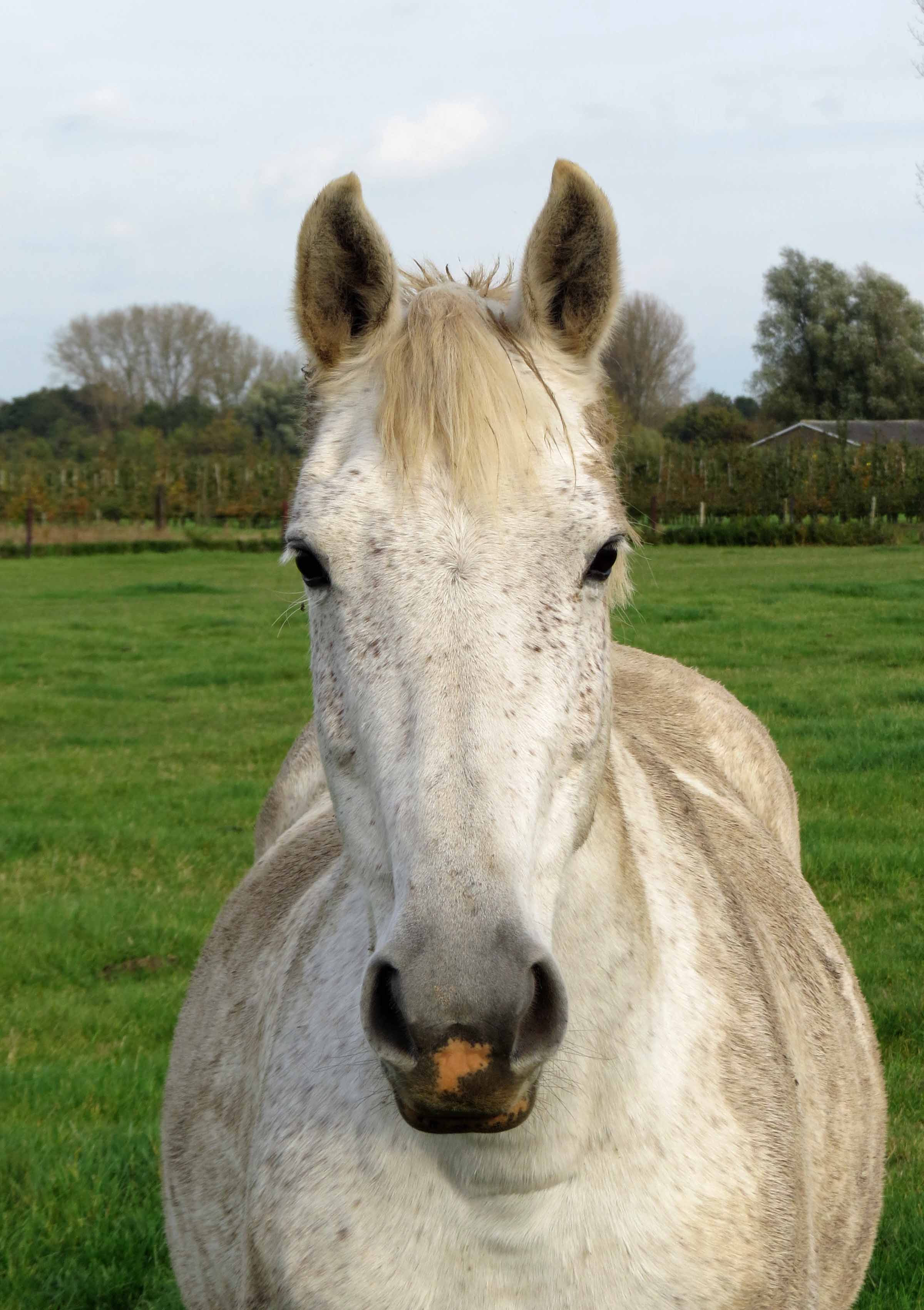 Nog een dikke maand...