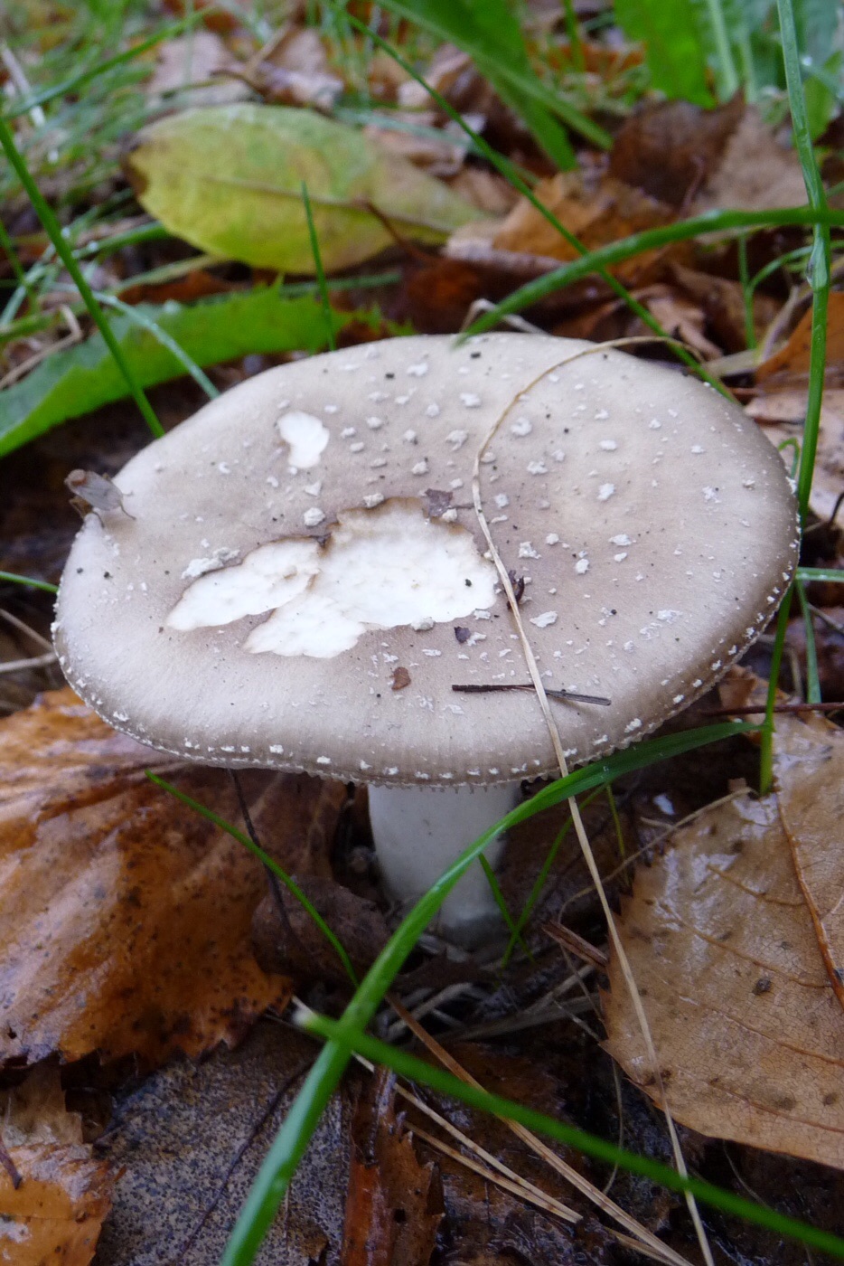 Overal paddenstoelen