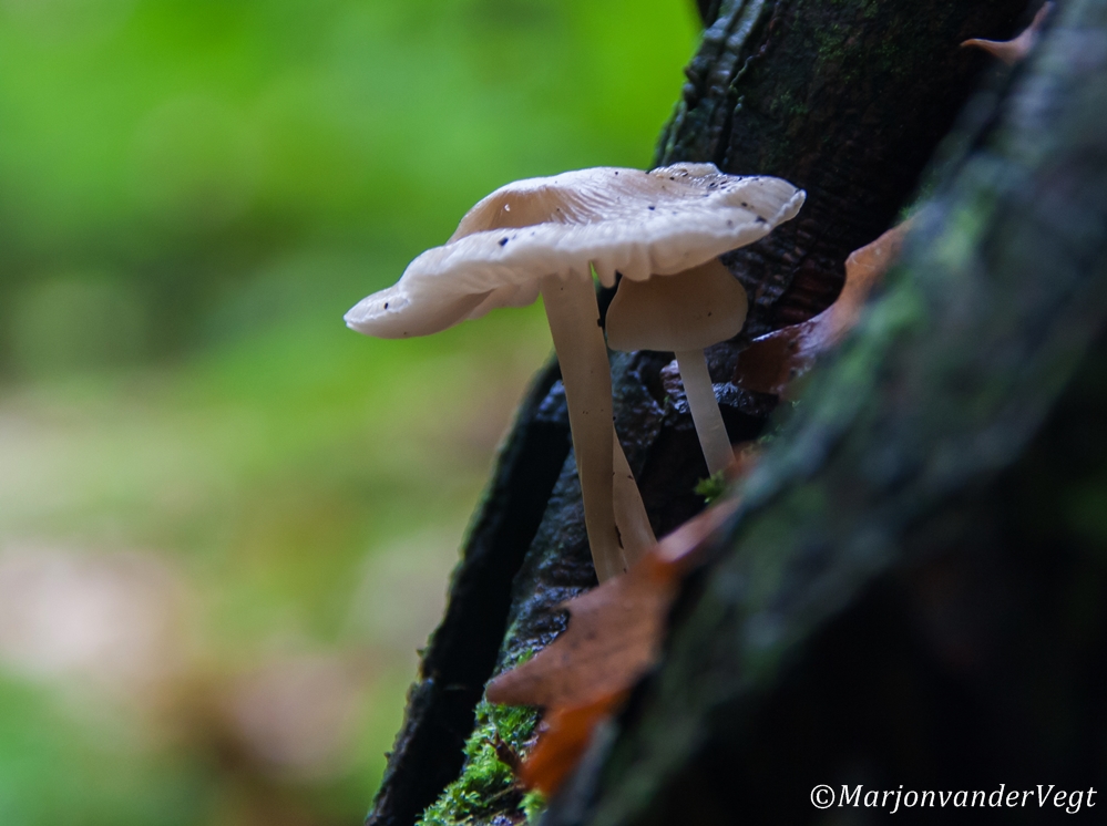 Onder moeders paraplu