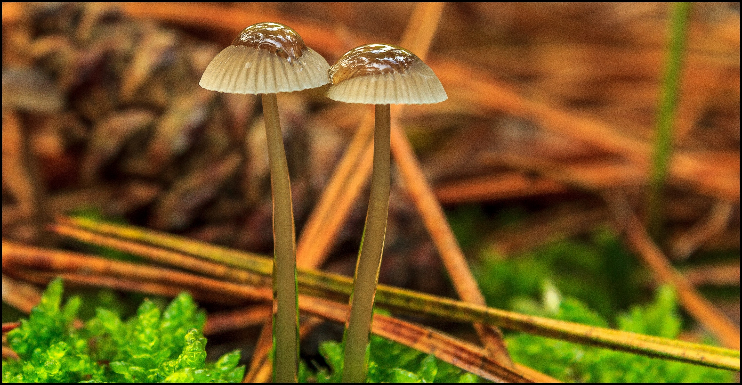 Paddestoelen na een regenbui.