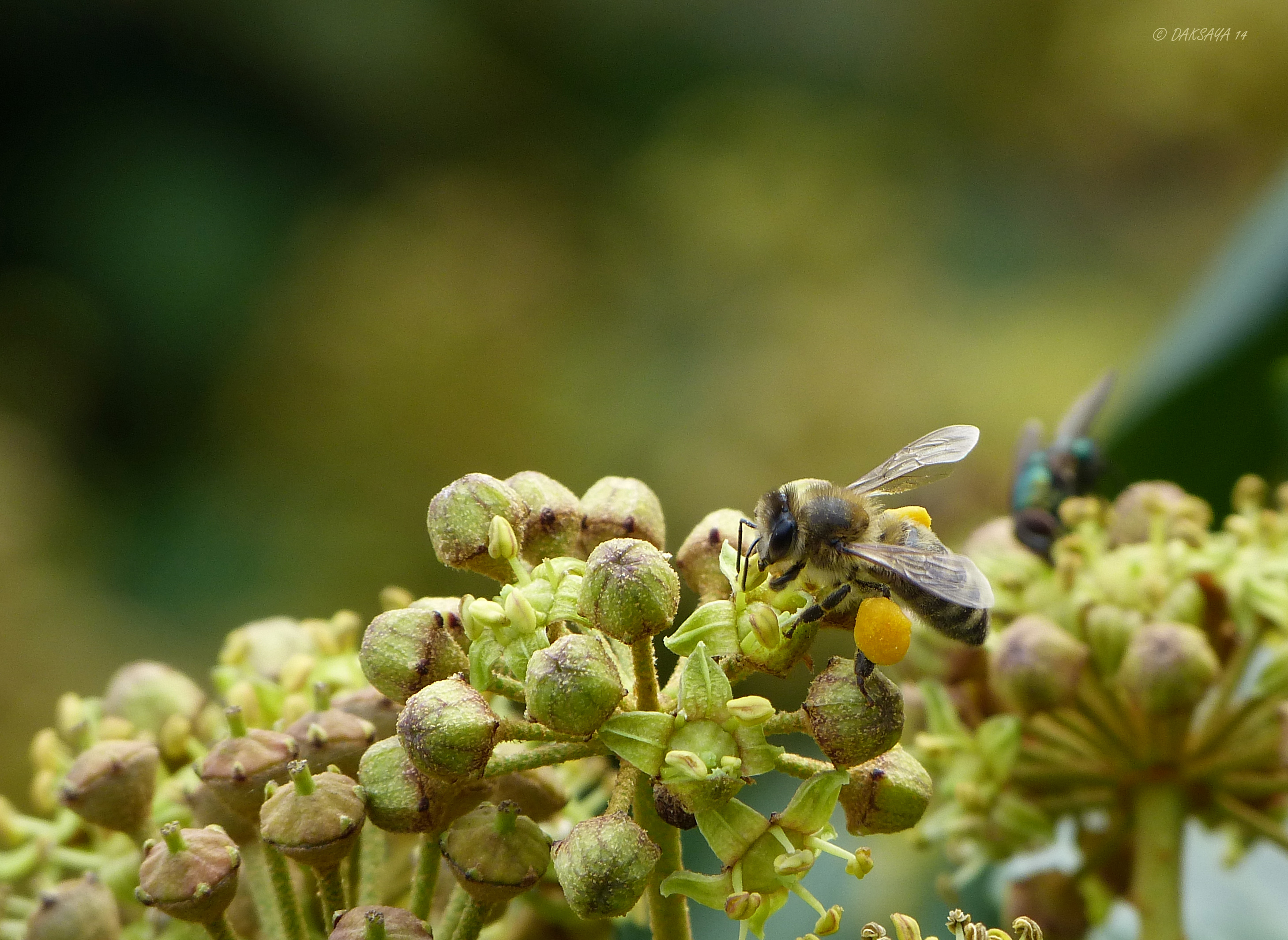 De laatste nectar