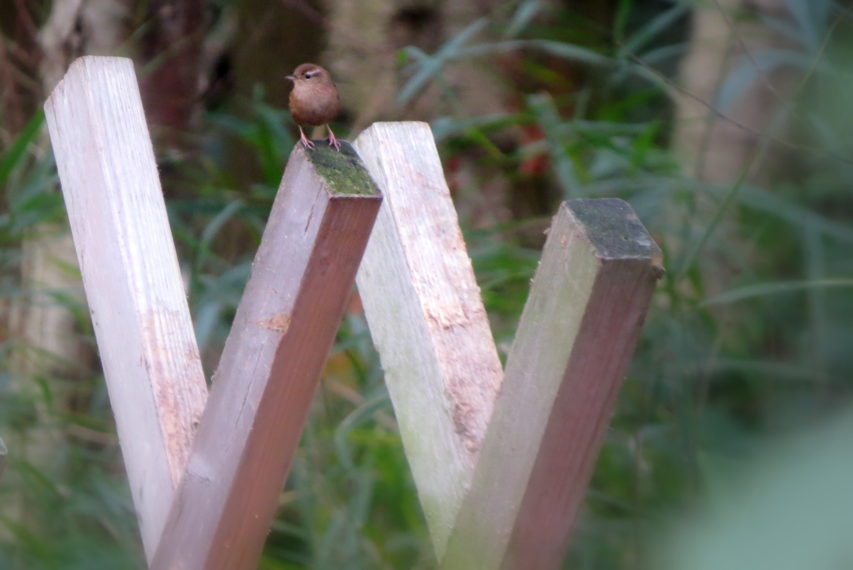 Op de W van Winterkoninkje