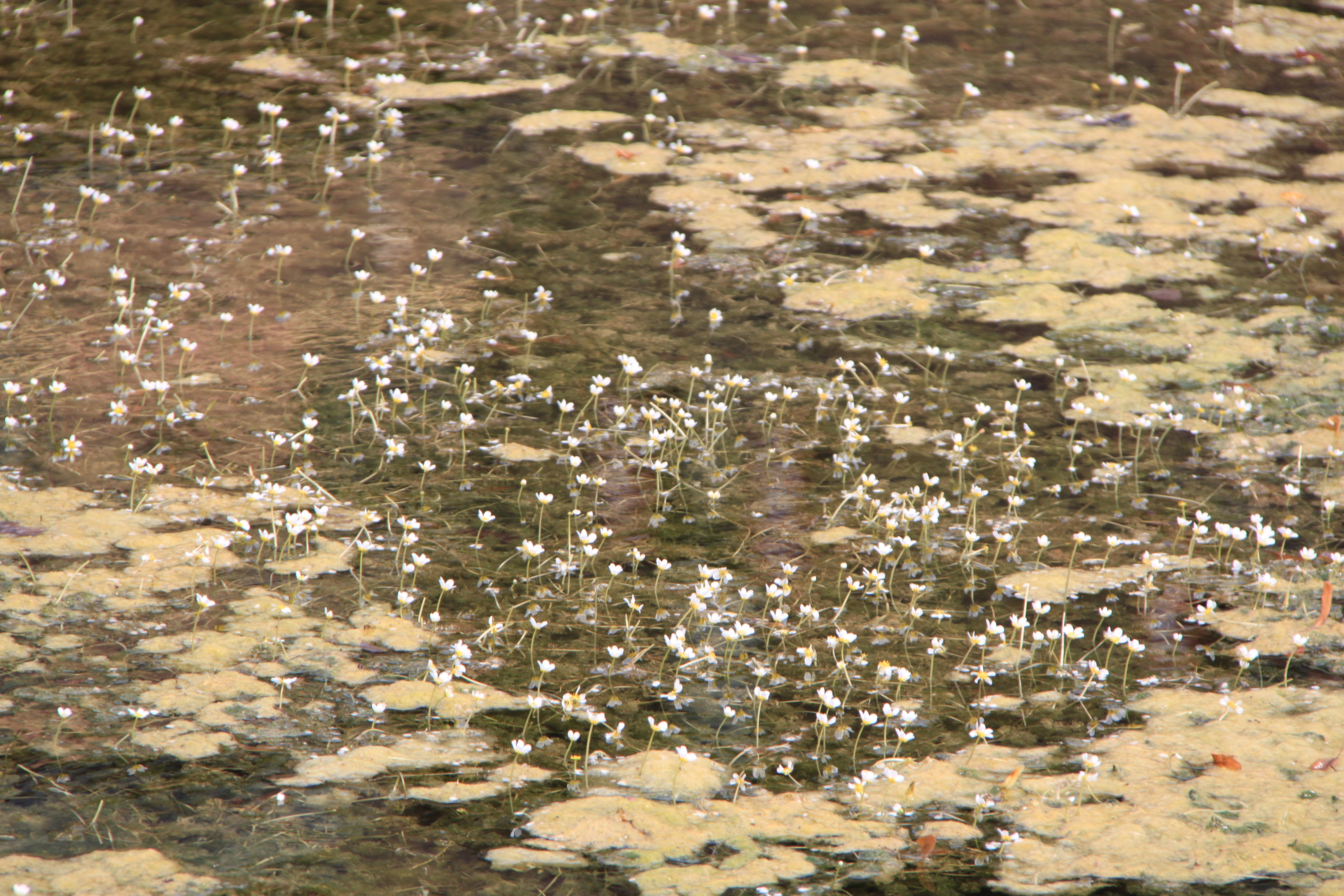 Witte vijverbloemetjes