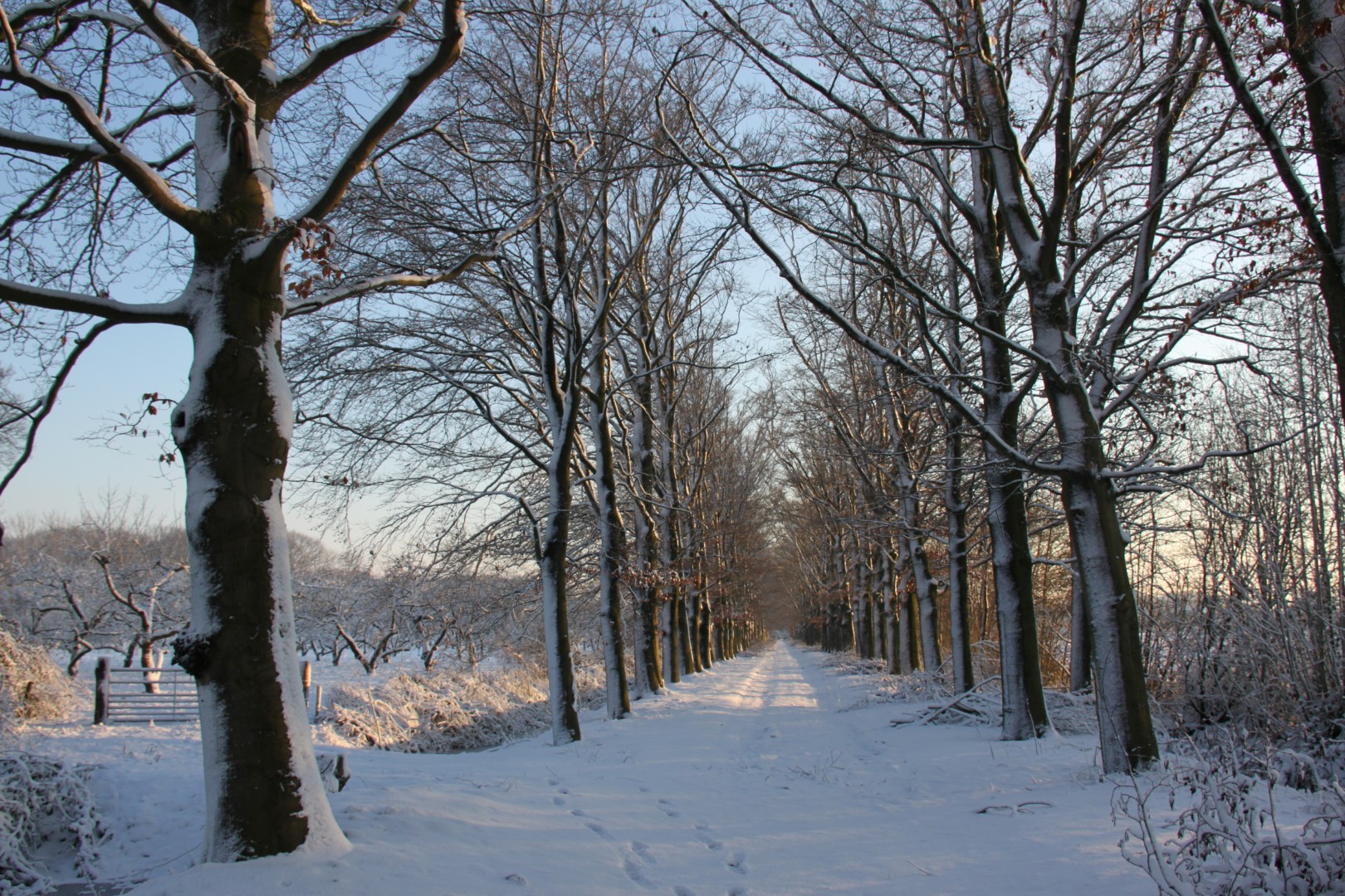 Laantje in Coelhorst