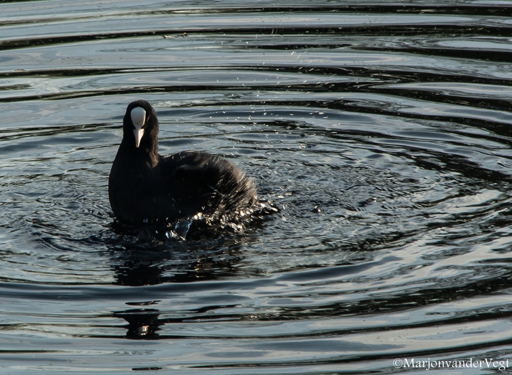 Meerkoet in d'r nopjes